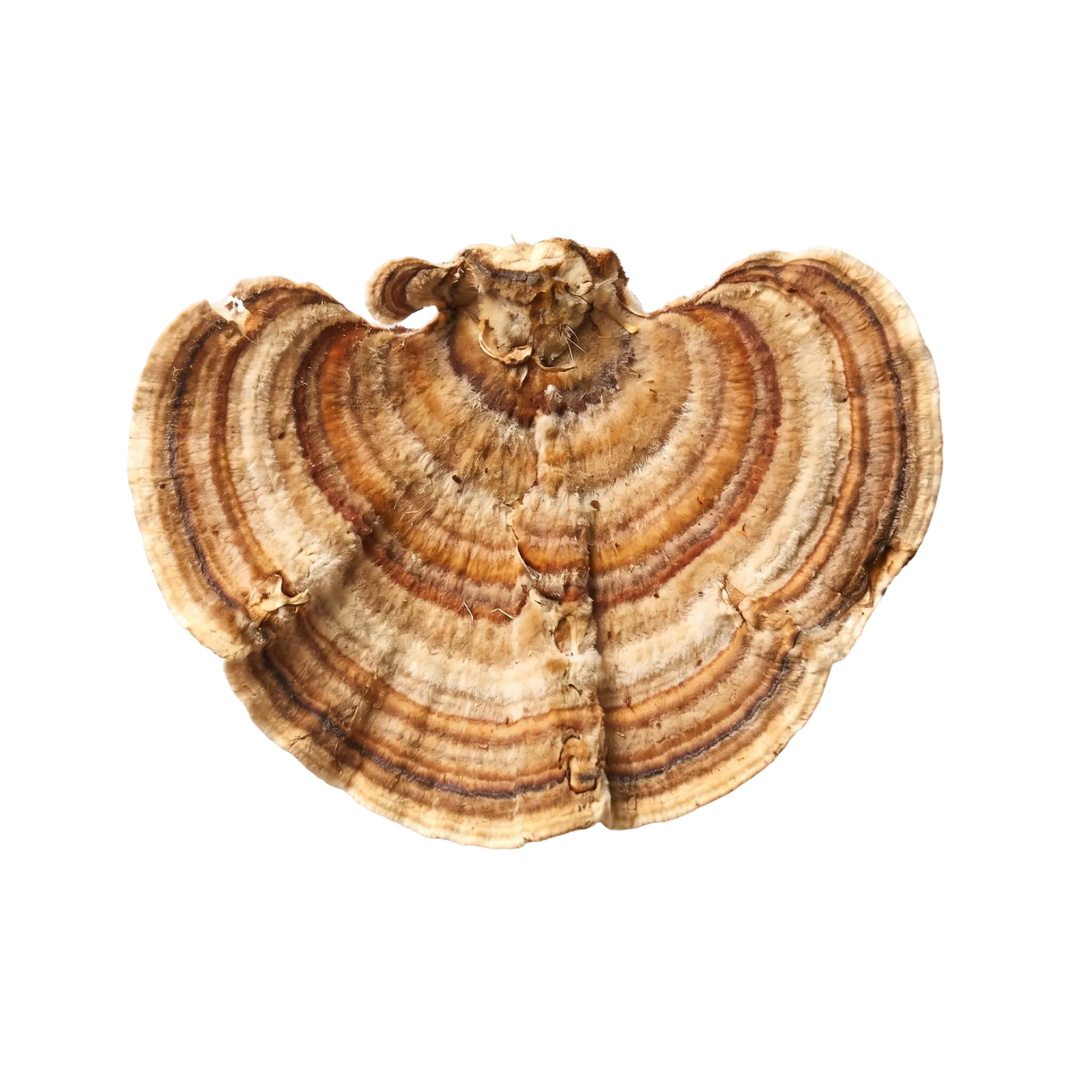 A dried turkey tail mushroom bracket with concentric brown and cream rings, viewed from above