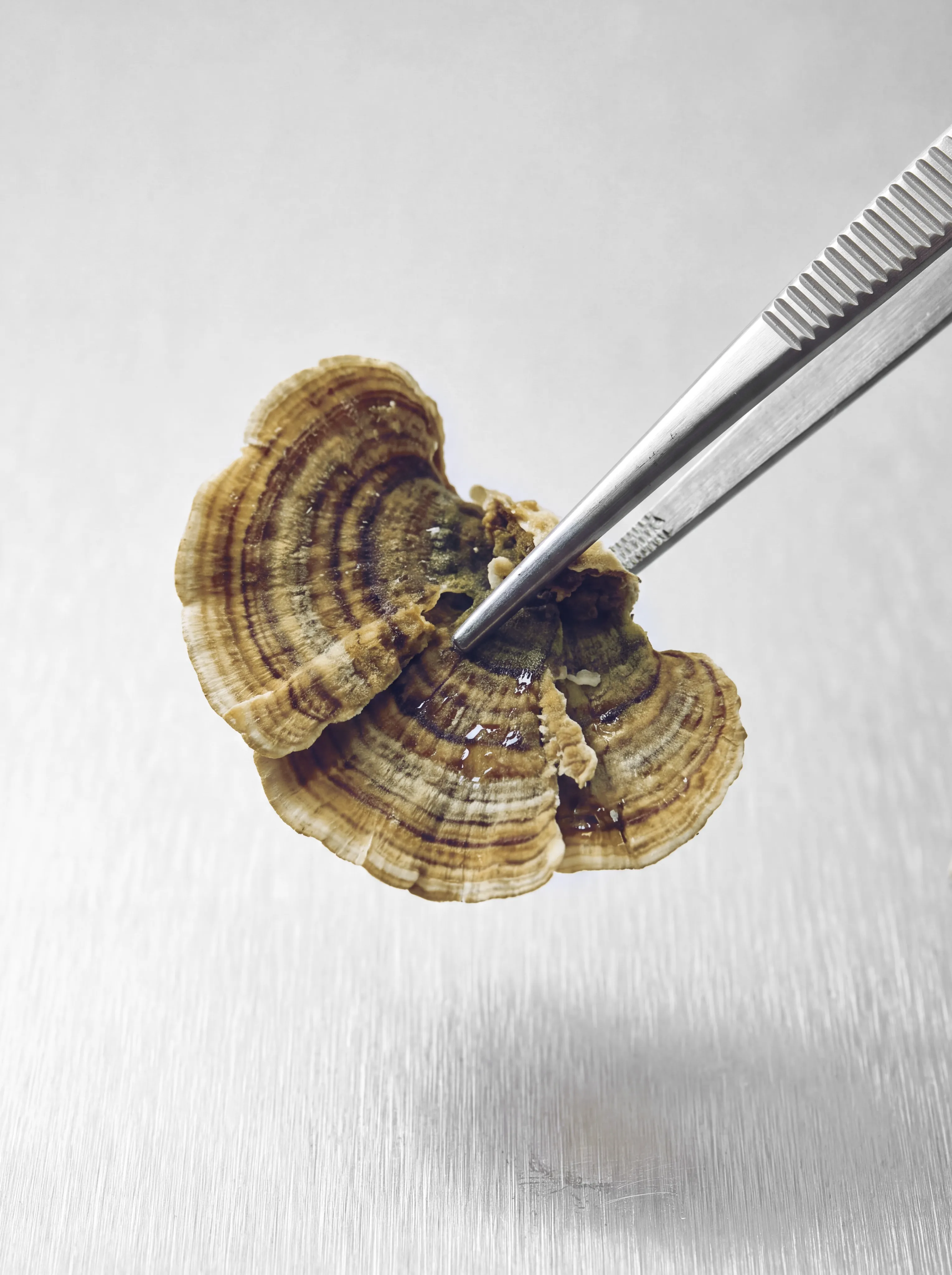 A turkey tail mushroom held in stainless steel tweezers above a brushed metal surface
