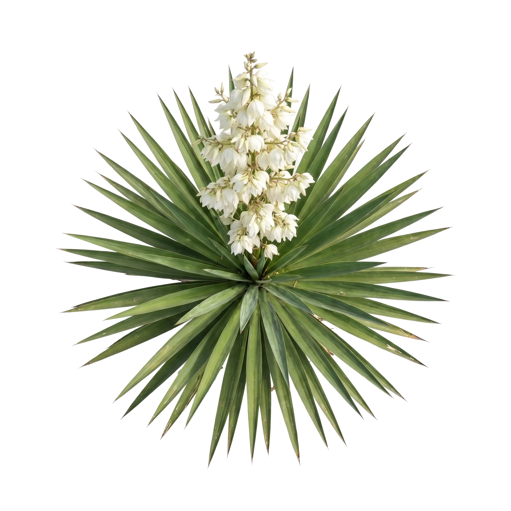 A yucca schidigera plant, its spiked leaves fanning out below a white flower spike