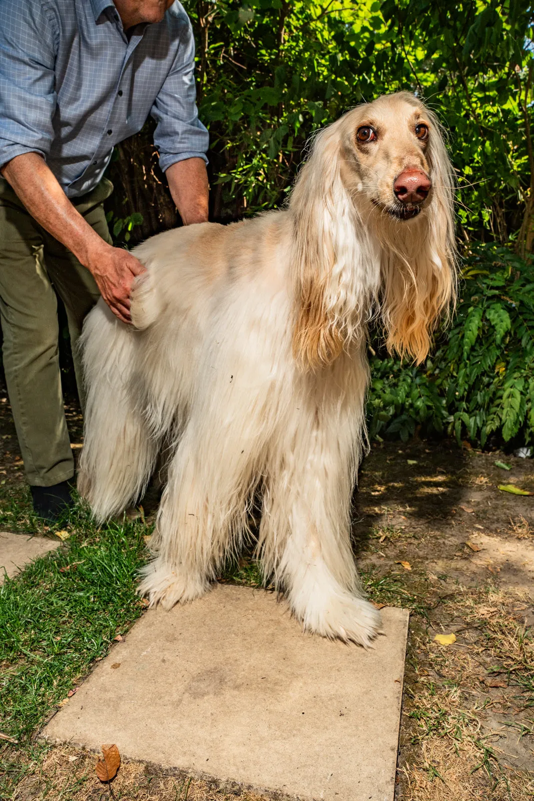 An Afghan hound standing in a sunlit garden while its owner brushes its back