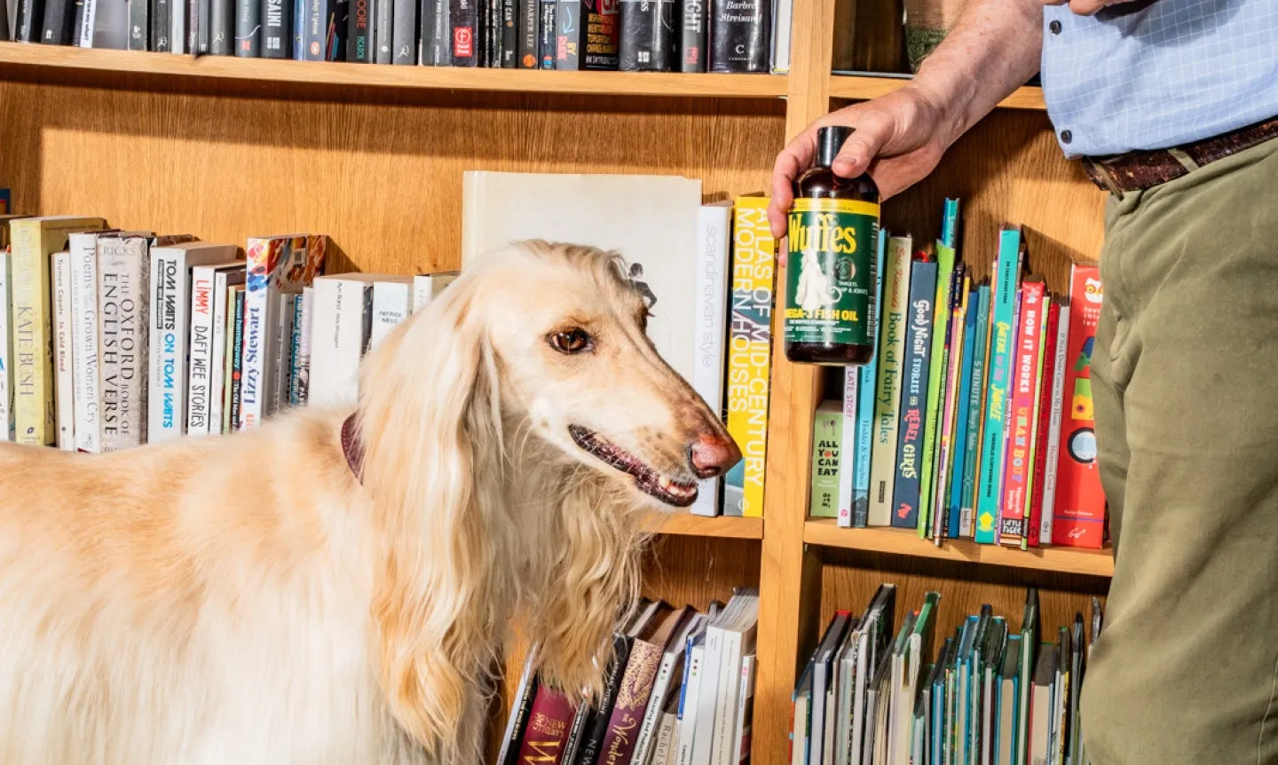A cream Afghan hound with its mouth open, standing by a wooden bookshelf as its owner holds out a bottle of Wuffes Omega-3 Fish Oil
