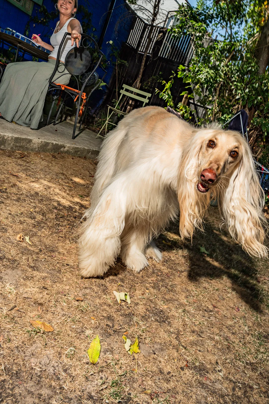 An Afghan hound trotting toward the camera in a backyard, its owner smiling at a table behind it