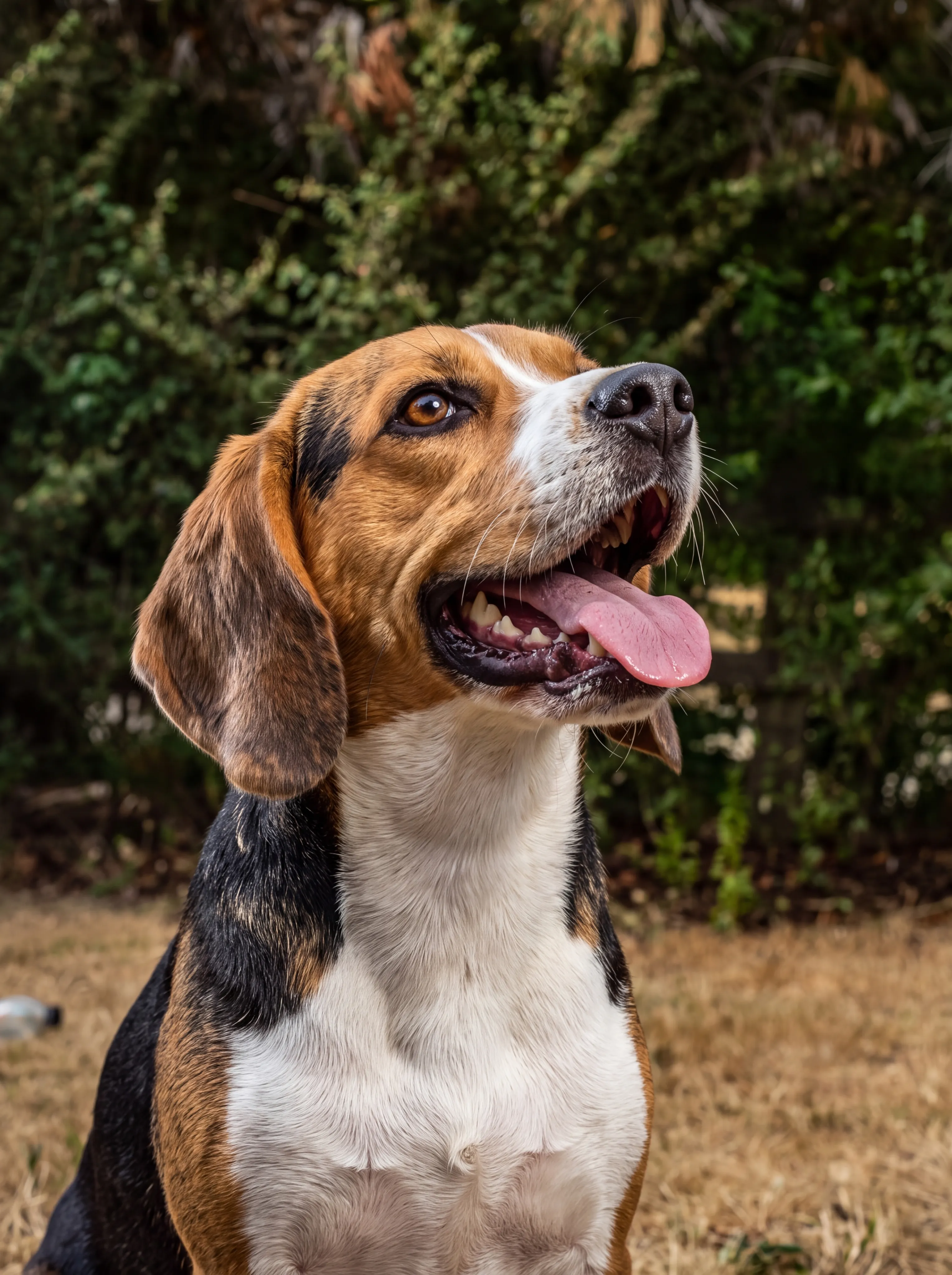 A beagle sits panting with its tongue out on dry grass in a garden