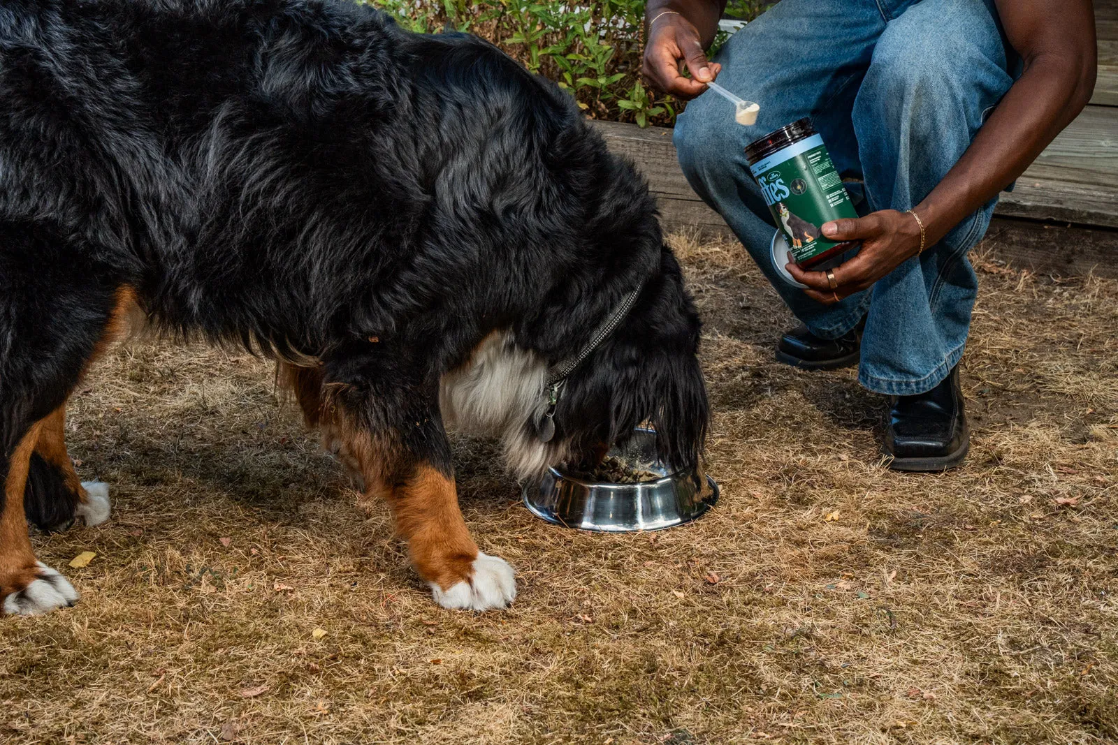 A Bernese mountain dog eating from a steel bowl in a back yard while its owner crouches beside it holding a jar of Wuffes Dental Powder and a level scoop of pale powder