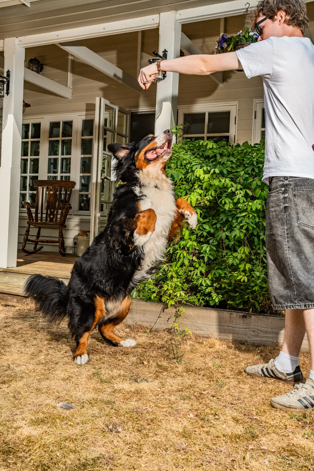 A Bernese mountain dog jumps up towards a man's raised hand in front of a white porch