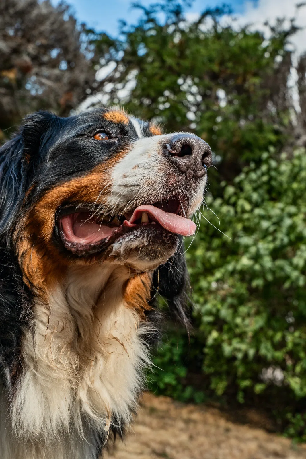A close-up of a Bernese mountain dog in profile against summer greenery, mouth open and tongue out