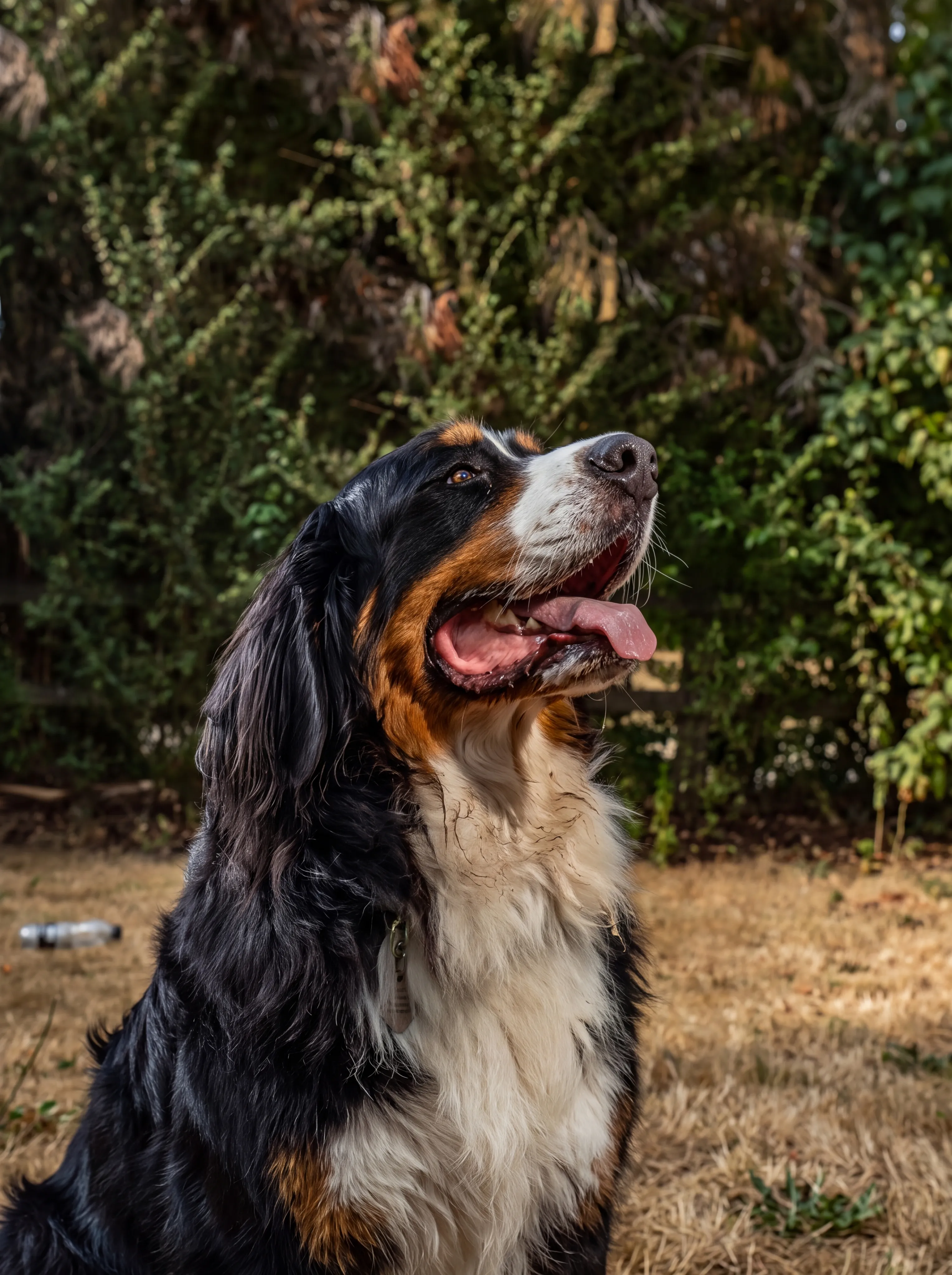 A Bernese mountain dog sits panting with its tongue out on dry grass in a garden