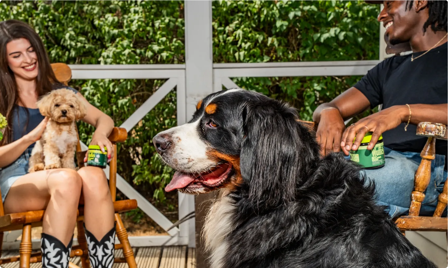 A smiling Bernese mountain dog sitting on a wooden porch between two owners in rocking chairs, one holding an apricot poodle puppy and a jar of Wuffes chews, the other resting his hand on a Wuffes jar