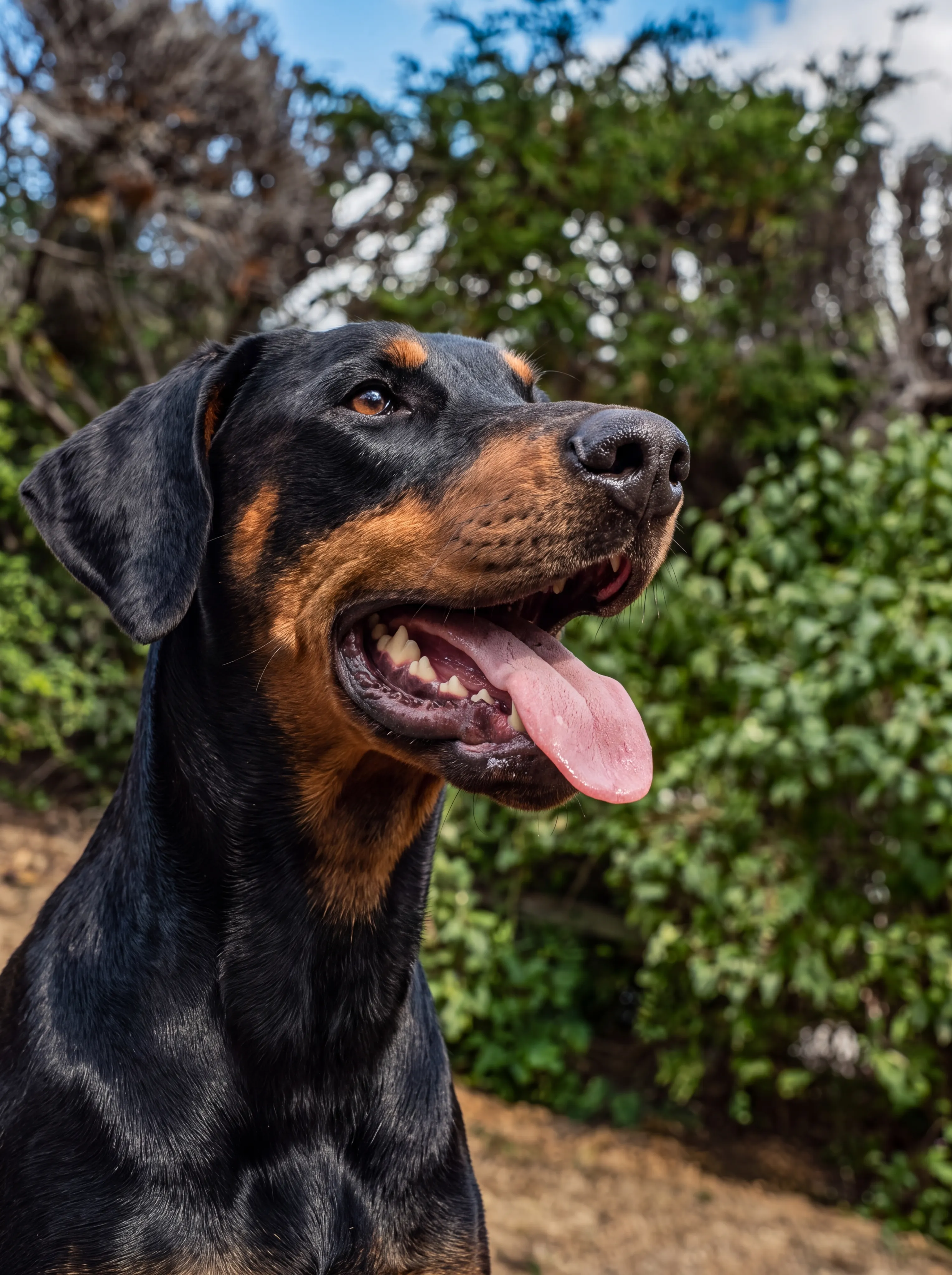 A close-up of a black-and-tan dog panting with its tongue out in front of a garden hedge