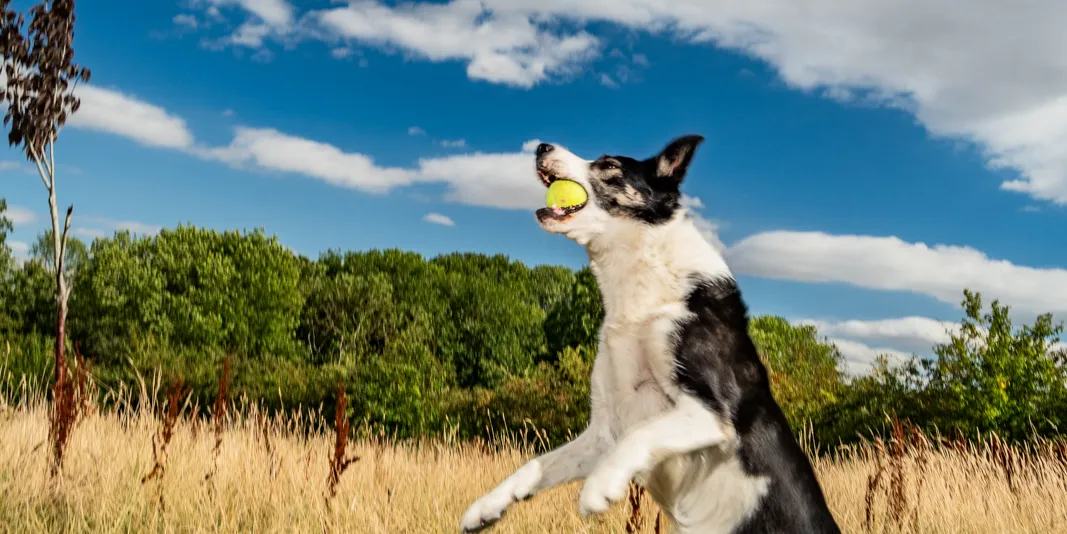 A black-and-white border collie leaping through tall golden grass with a yellow tennis ball in its mouth, trees and a bright blue sky with white clouds behind.