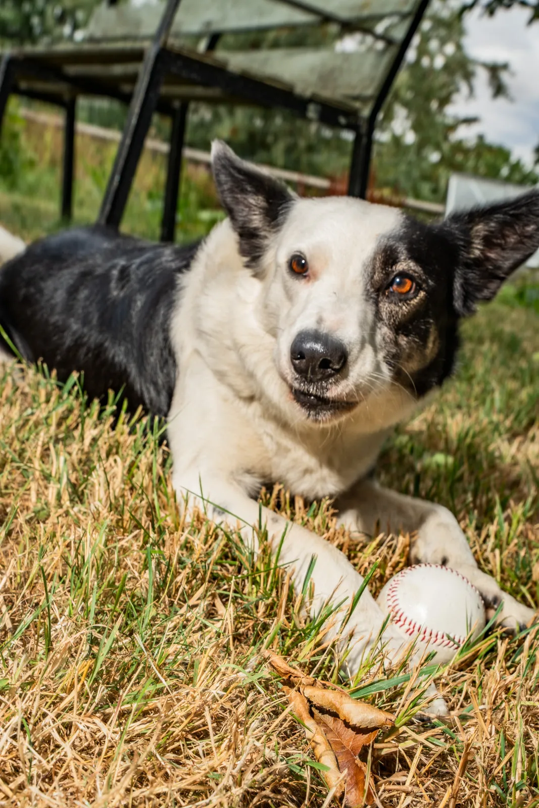 A black-and-white border collie lies in dry grass beside a ball, looking at the camera