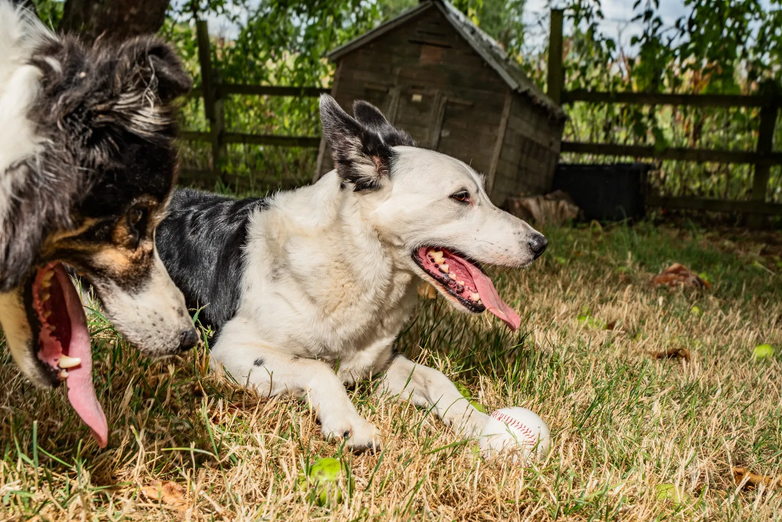 Two border collies playing on the lawn of a garden, one lying beside a tennis ball and the other panting behind it