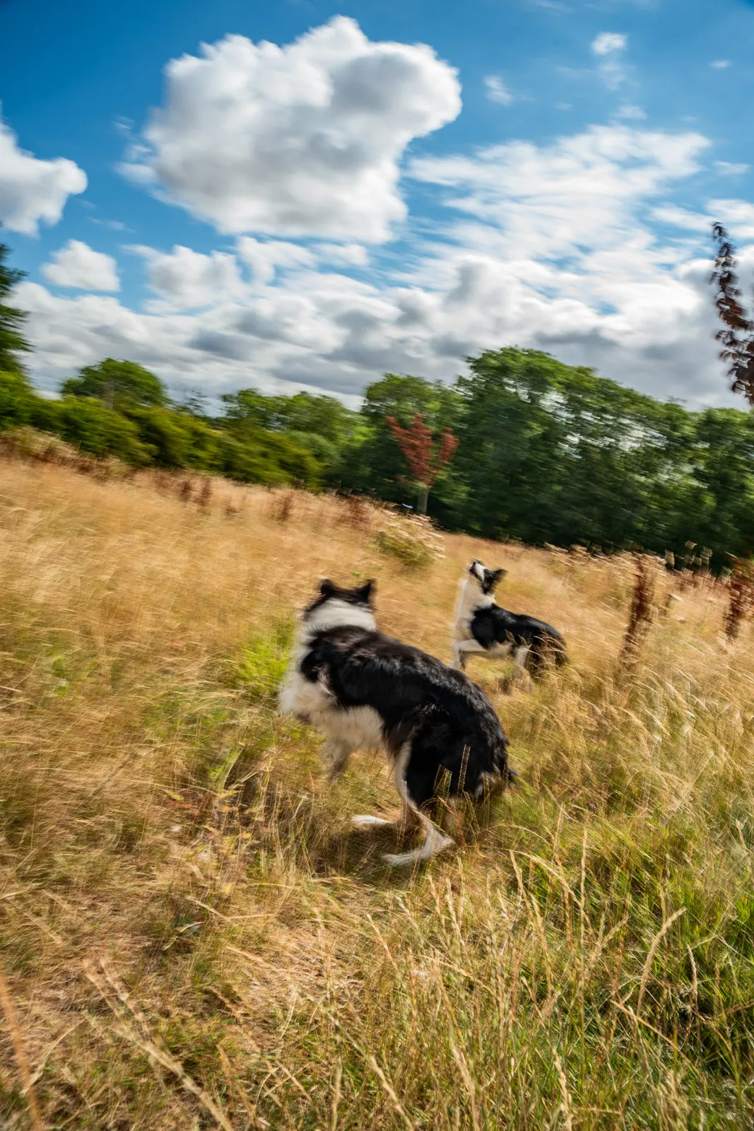 Two black-and-white border collies bounding away through tall golden grass towards a line of trees under a blue sky full of white clouds.