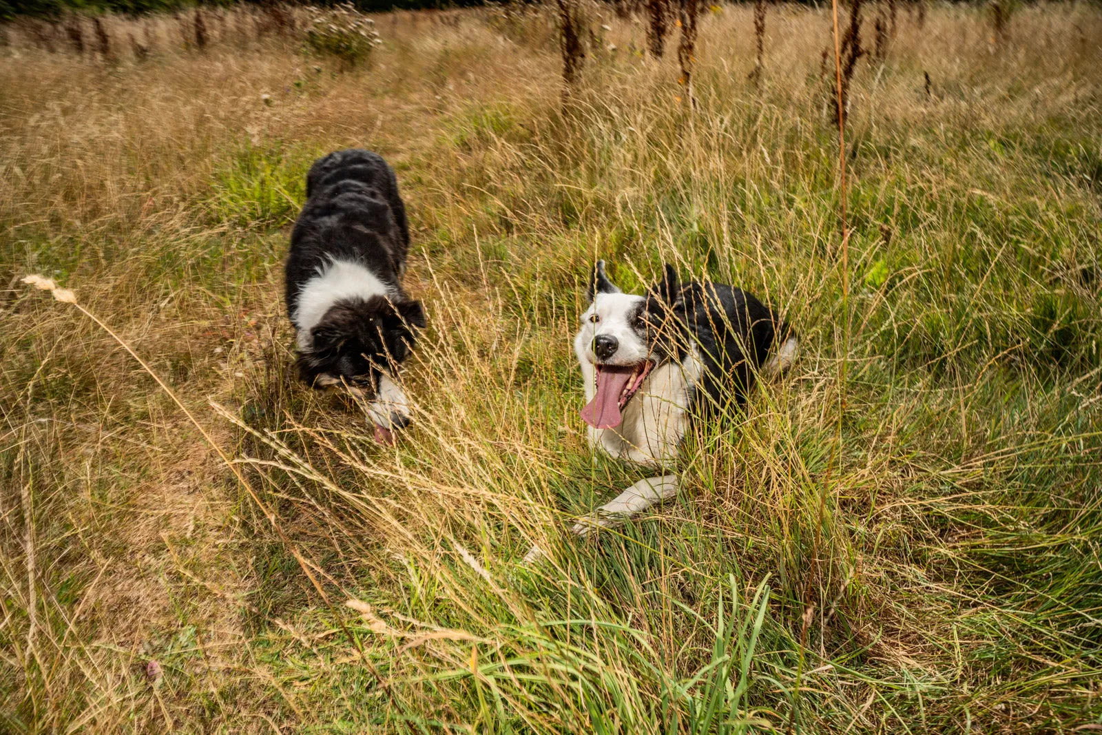 Two border collies playing in a sunlit field of tall golden grass, one lying down and panting happily in the foreground.