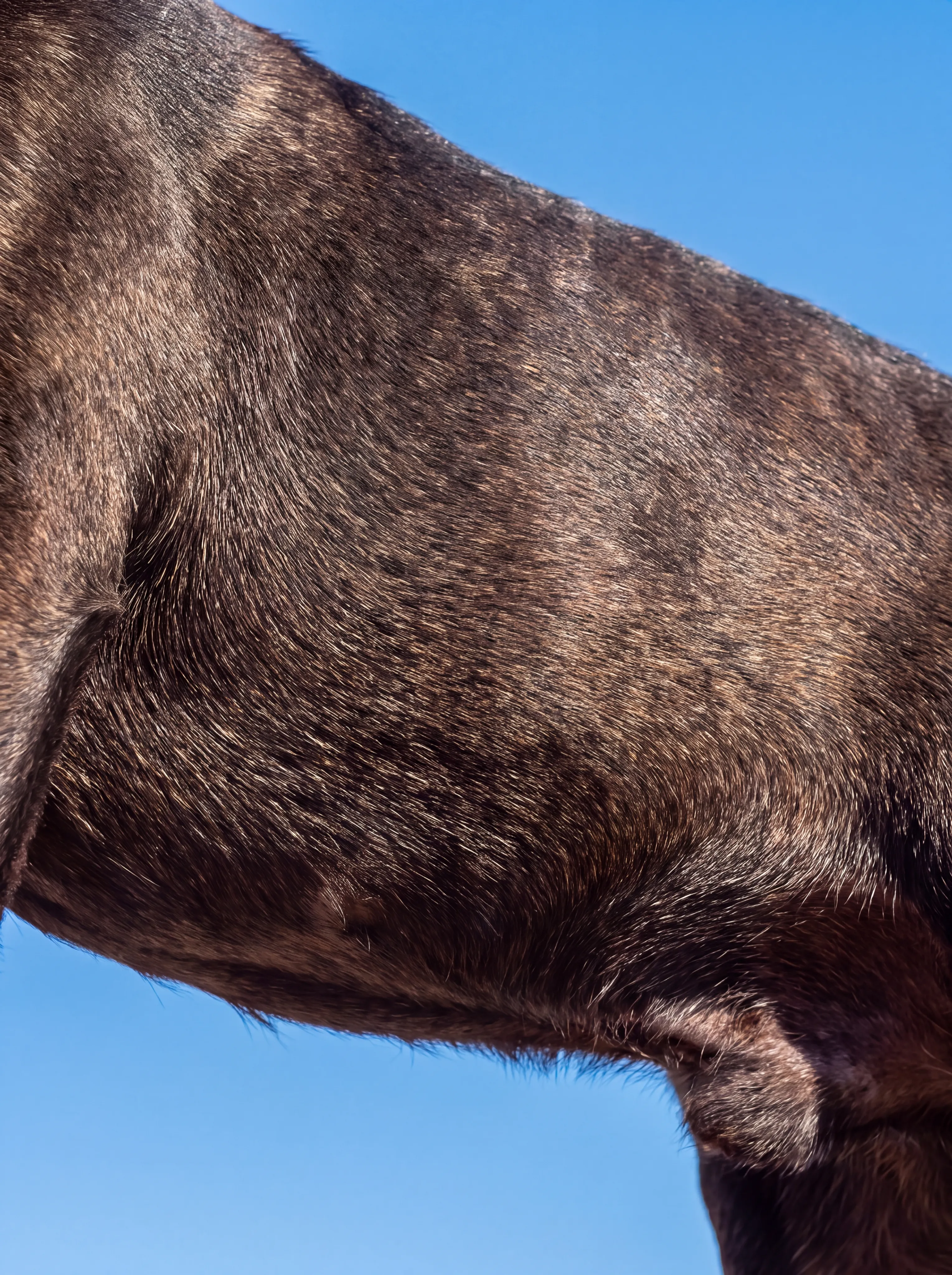 A low-angle close-up of a dark brindle dog's neck and chest against a clear blue sky