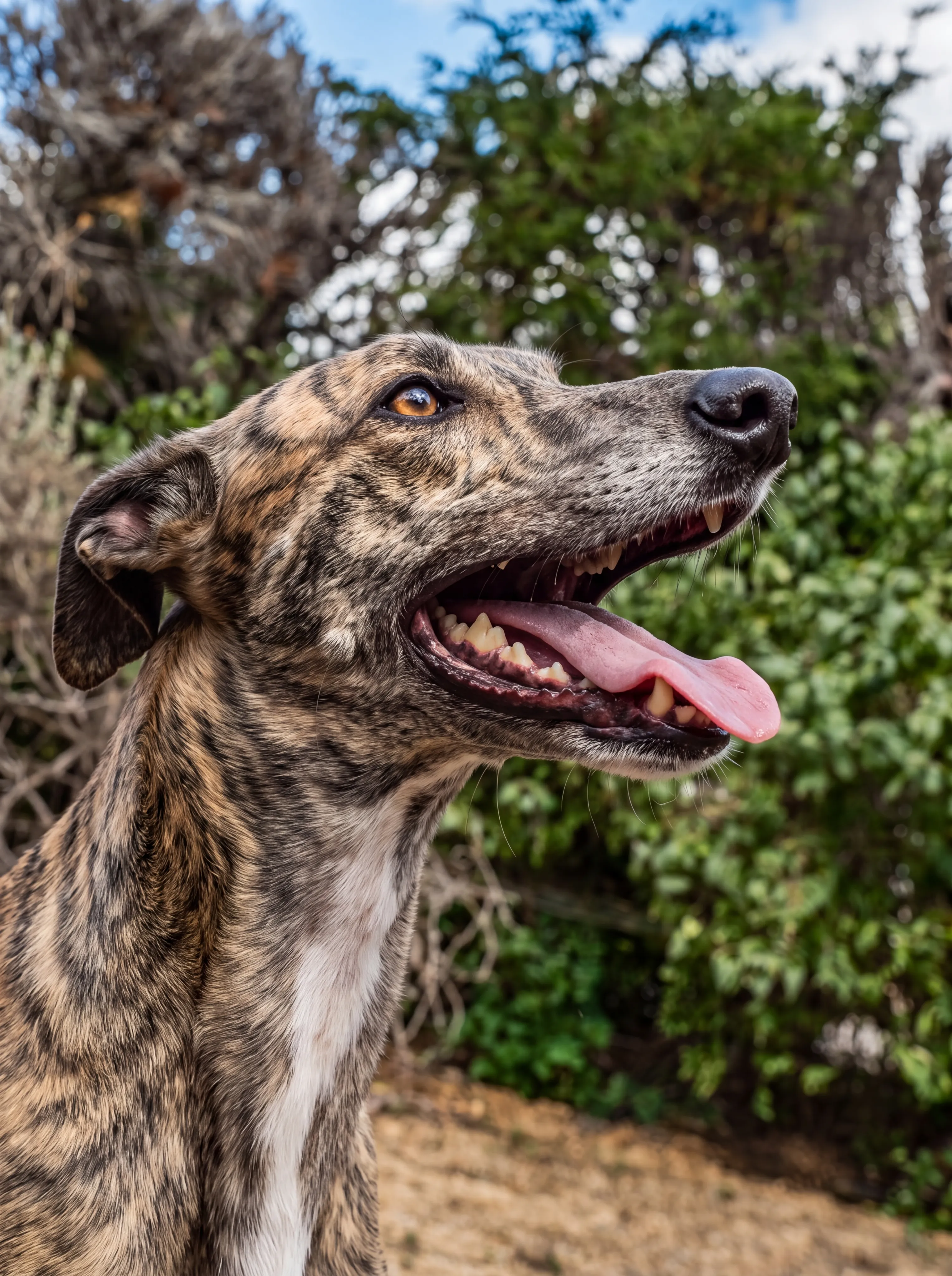 A close-up of a brindle hound panting with its tongue out in front of a garden hedge