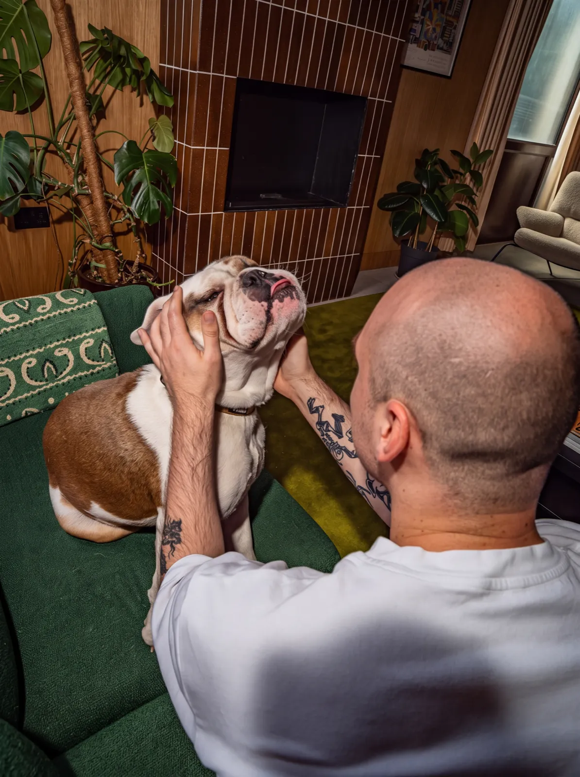 A brown-and-white English Bulldog held face-up by its owner's hands on a green couch