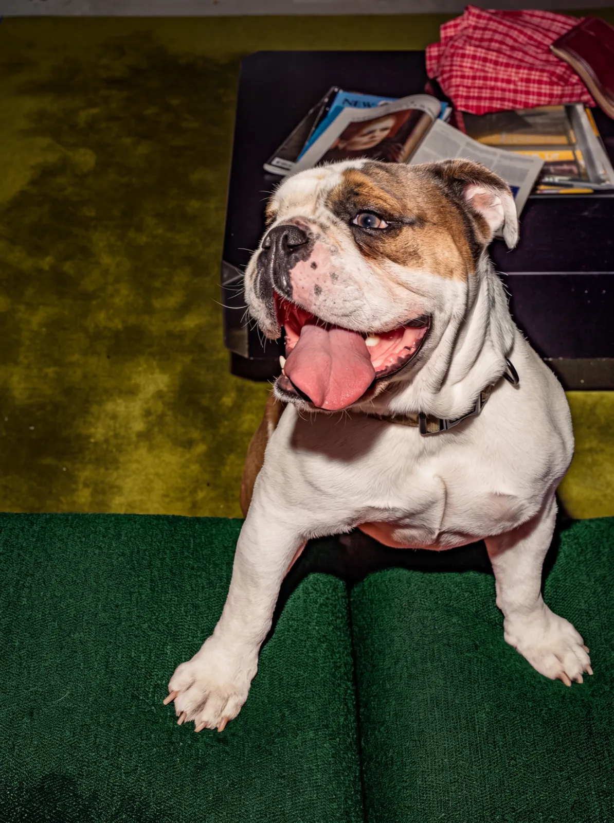 A white and tan English bulldog sitting on green astroturf in front of an olive wall, mouth open and tongue out