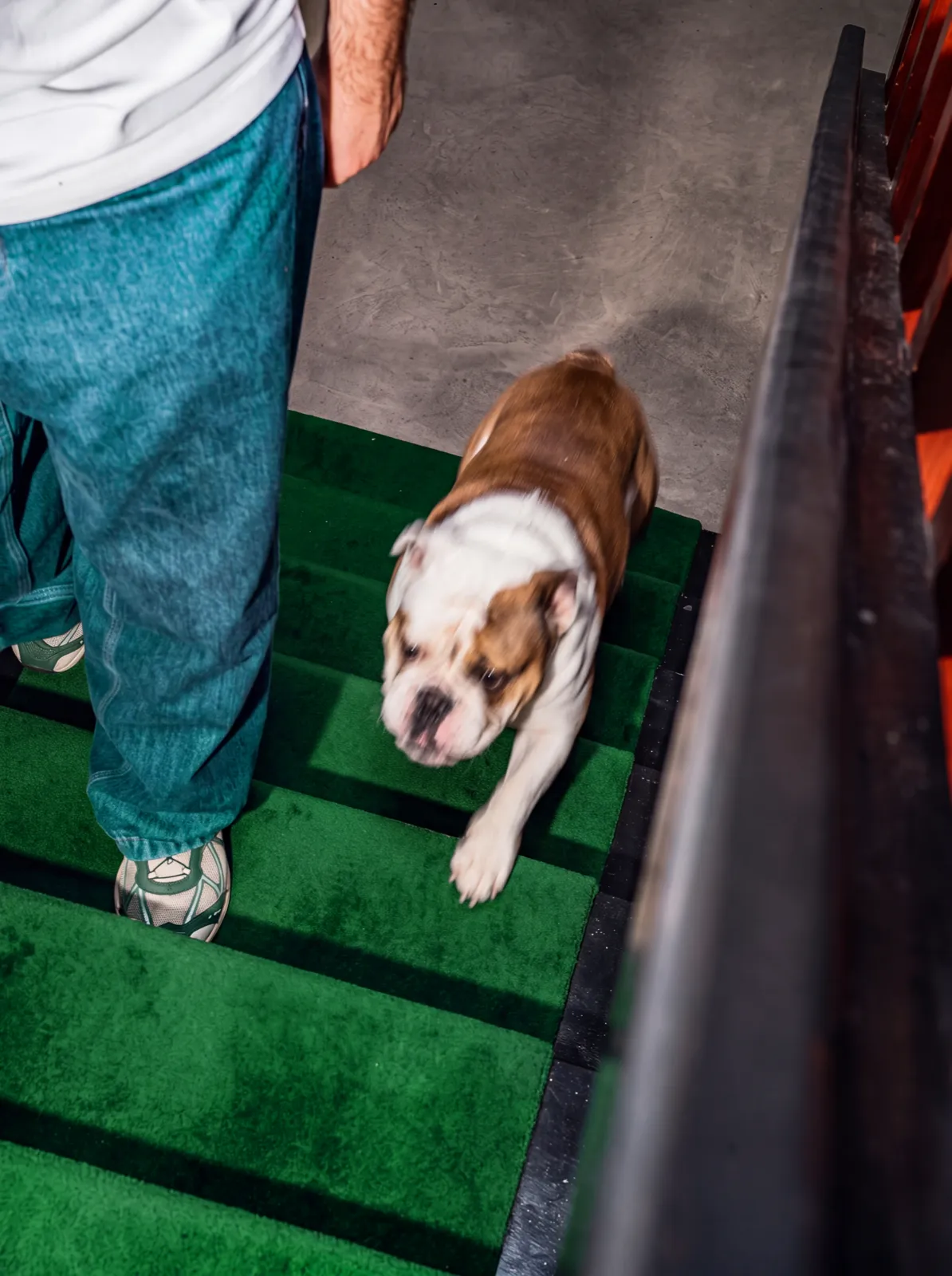 A white and tan English bulldog walking down green astroturf-covered steps beside its owner's legs, a dark metal handrail alongside