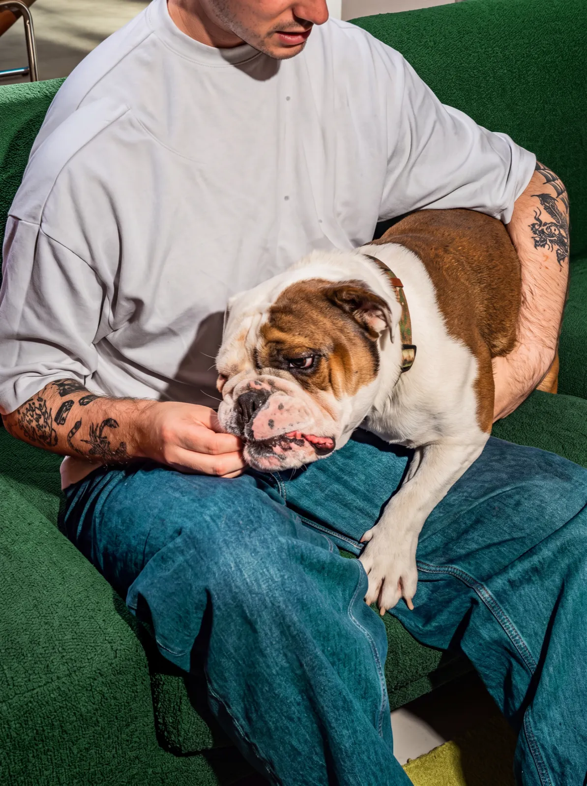 A white and tan English bulldog leaning across the lap of a tattooed man in a white t-shirt on a green sofa, his hand at the dog's chin