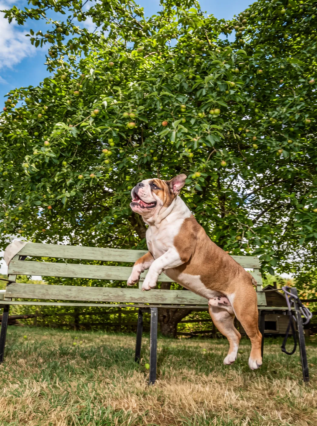 A white and tan English bulldog with its front paws up on a green wooden park bench under a leafy tree