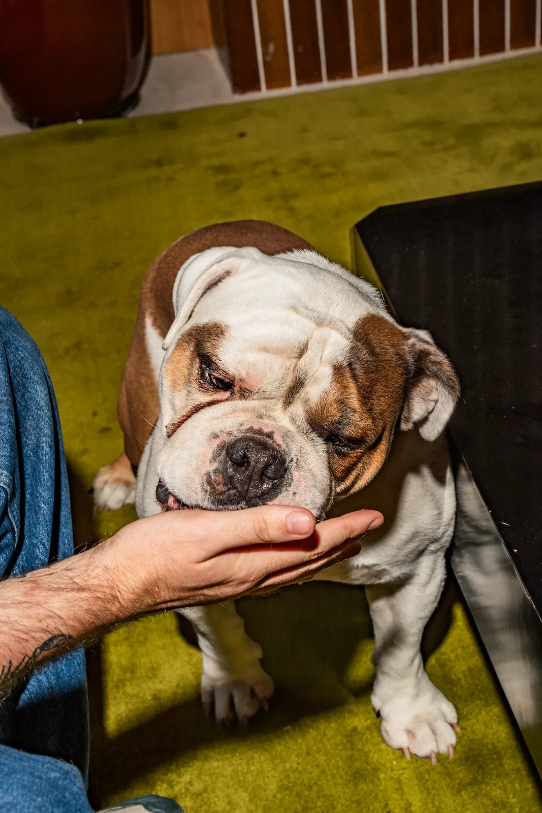 A brown-and-white English Bulldog taking a soft chew from its owner's outstretched hand