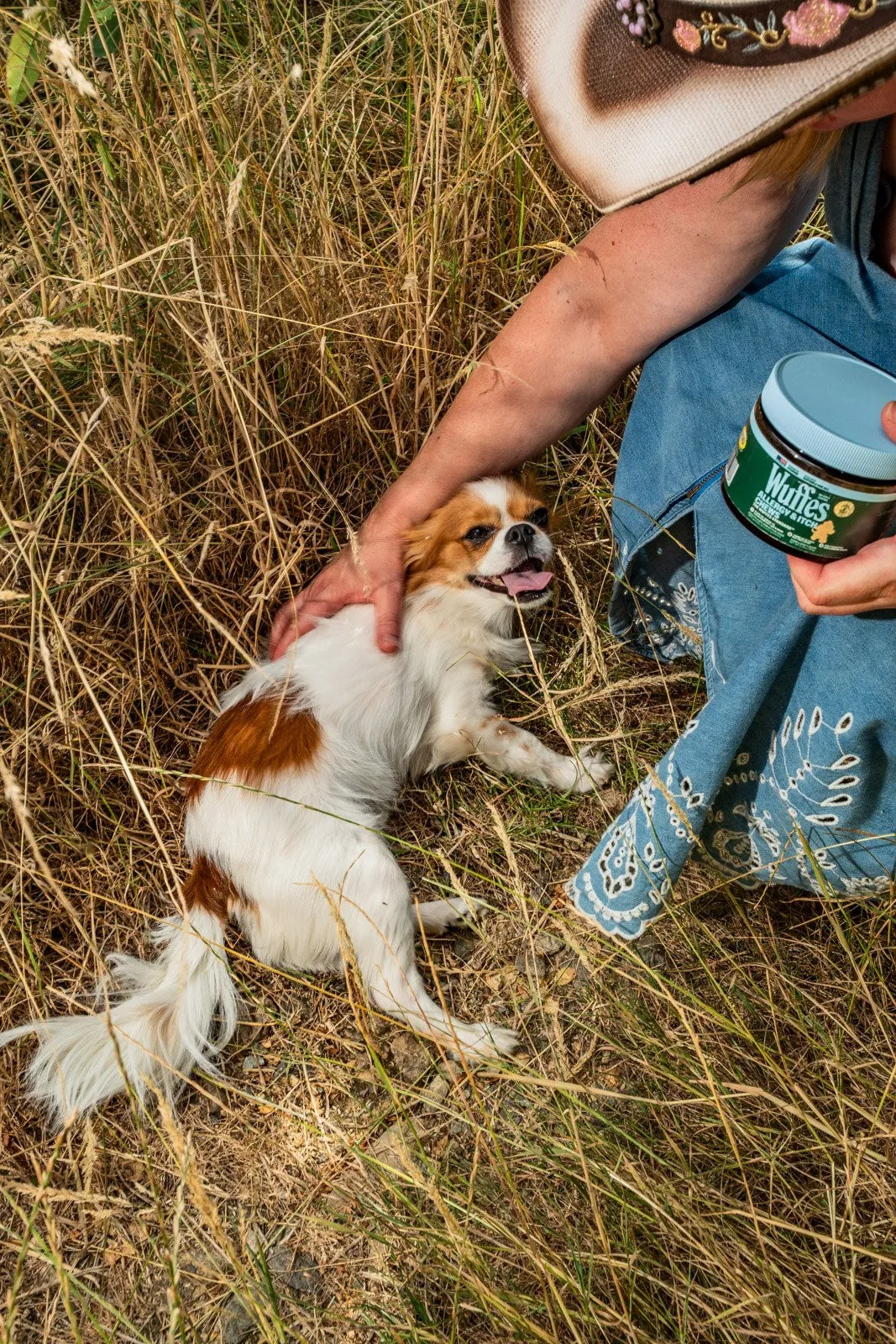 A Cavalier King Charles Spaniel lies in tall grass while its owner pets its back, holding a jar of Wuffes Allergy & Itch Chews.