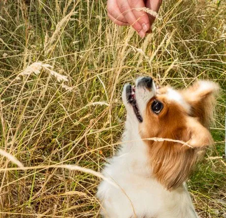 A Cavalier King Charles Spaniel stands on its hind legs, reaching up toward its owner's hand in a tall, golden hayfield.