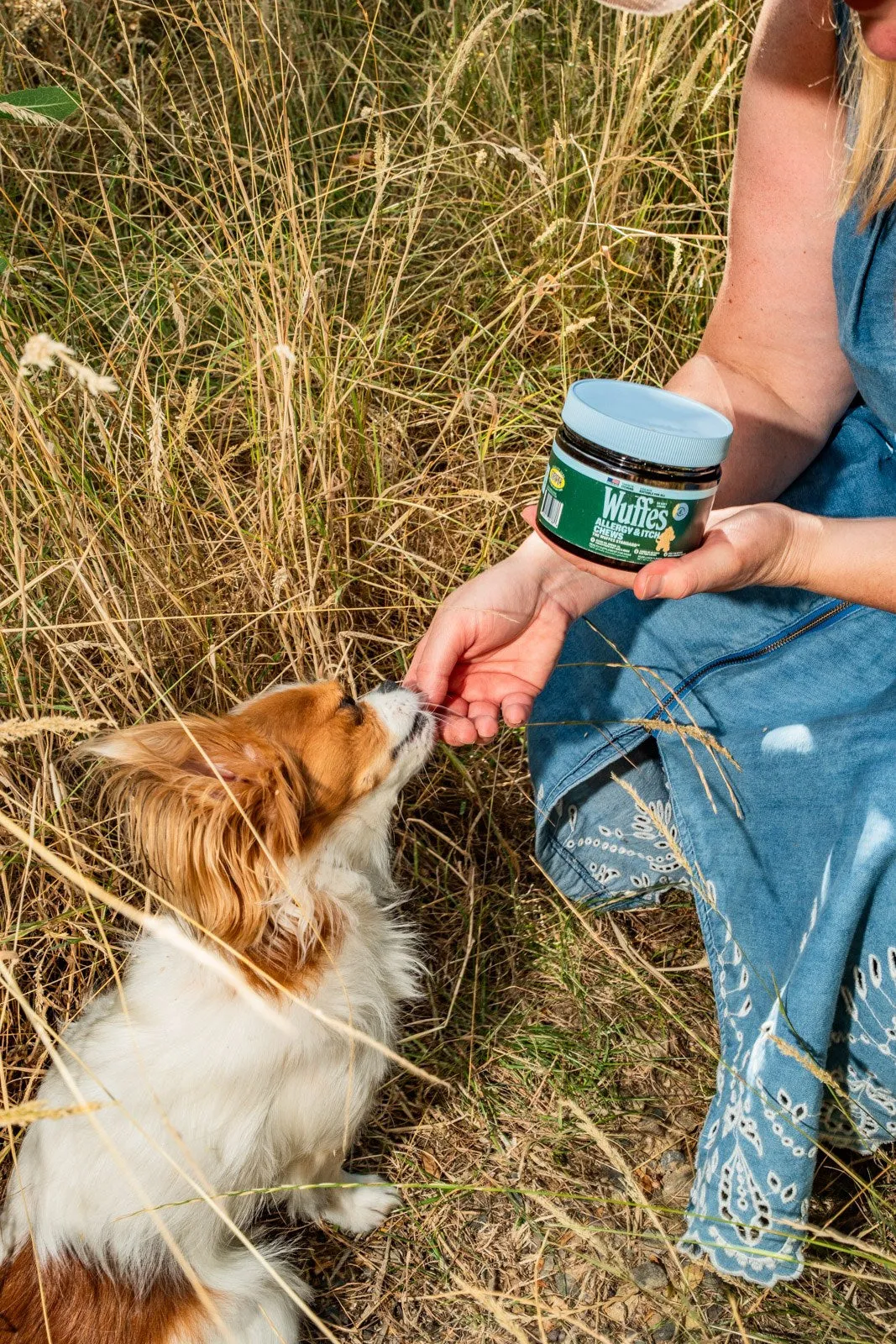 A Cavalier King Charles Spaniel takes a Wuffes Allergy & Itch Chew from its owner's hand in a sunlit hayfield, with the product jar visible in her other hand.