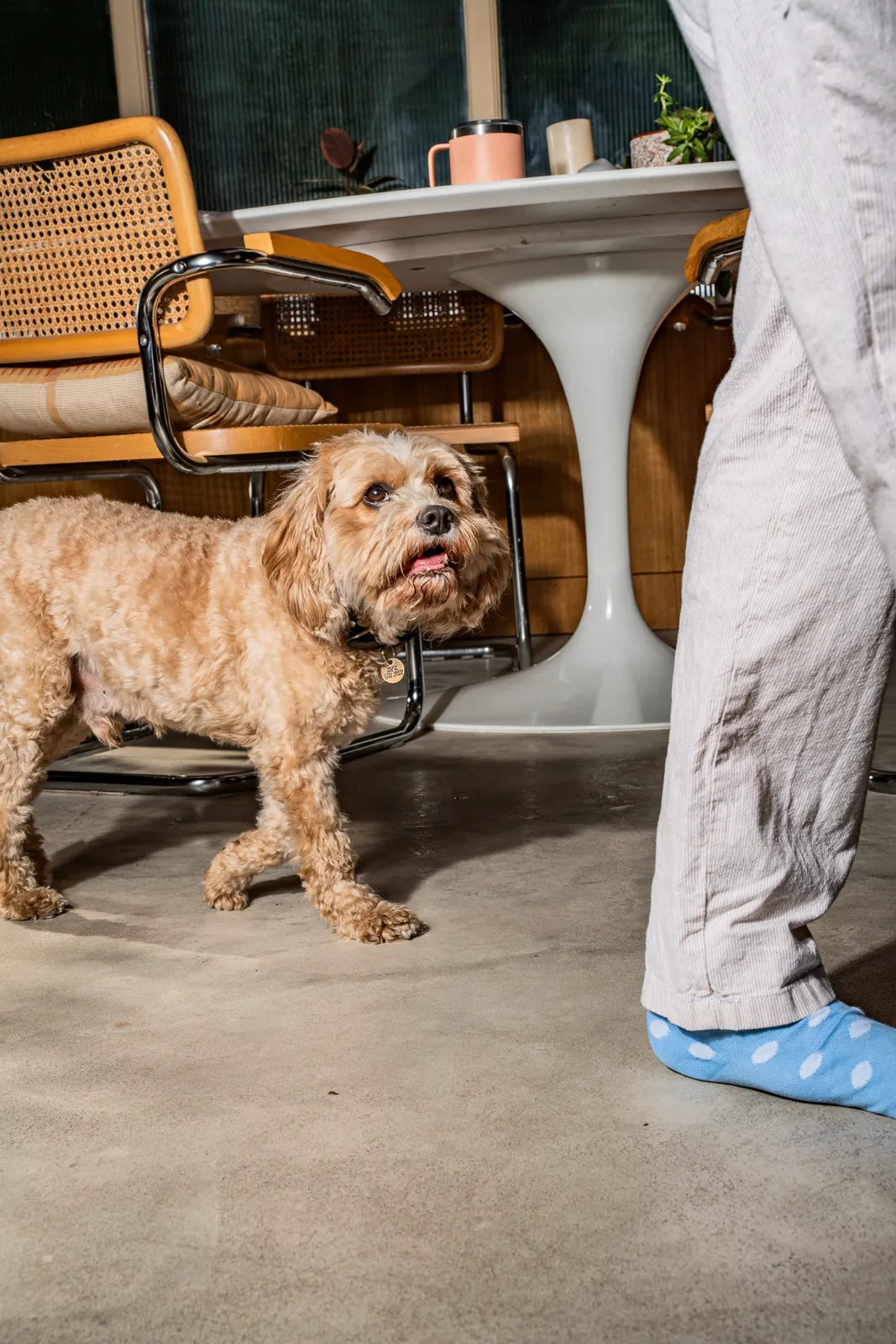 An apricot cockapoo standing on a polished concrete floor beside cane-and-chrome dining chairs, looking up at its owner
