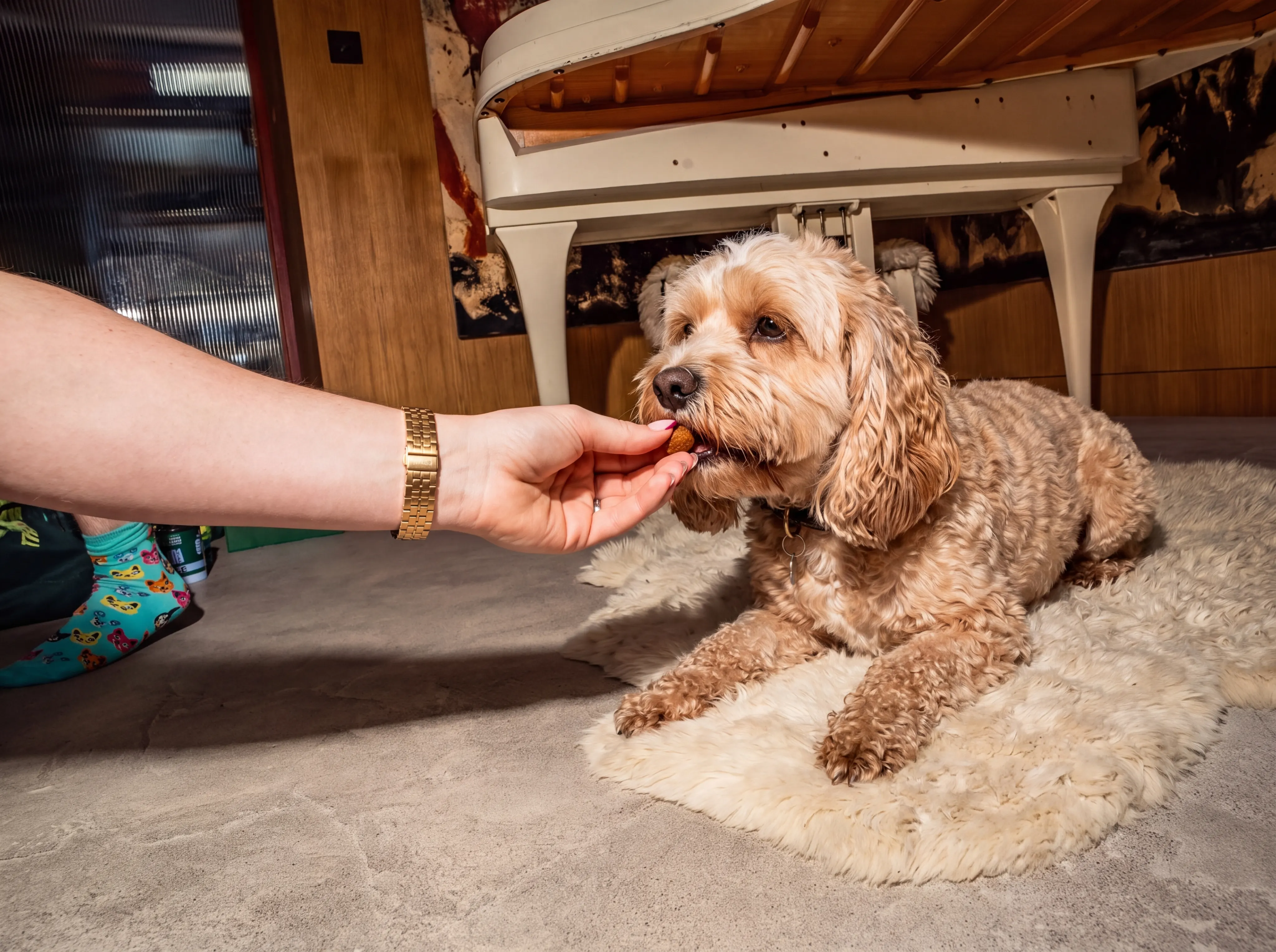 An apricot cockapoo lying on a sheepskin rug beneath a cream grand piano, taking a chew from its owner's outstretched hand