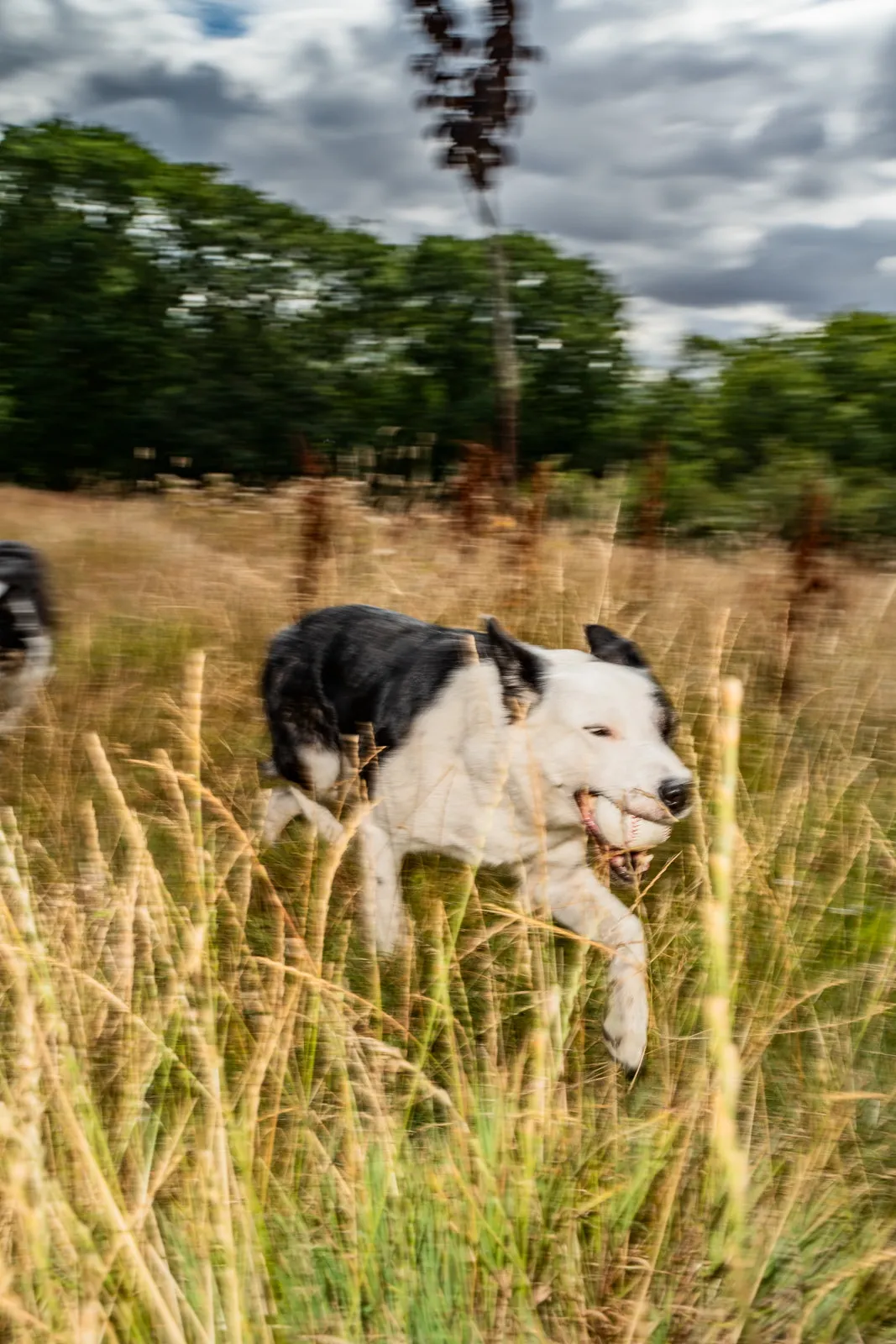 A black-and-white collie running through tall golden grass with a ball in its mouth, a second dog just behind it