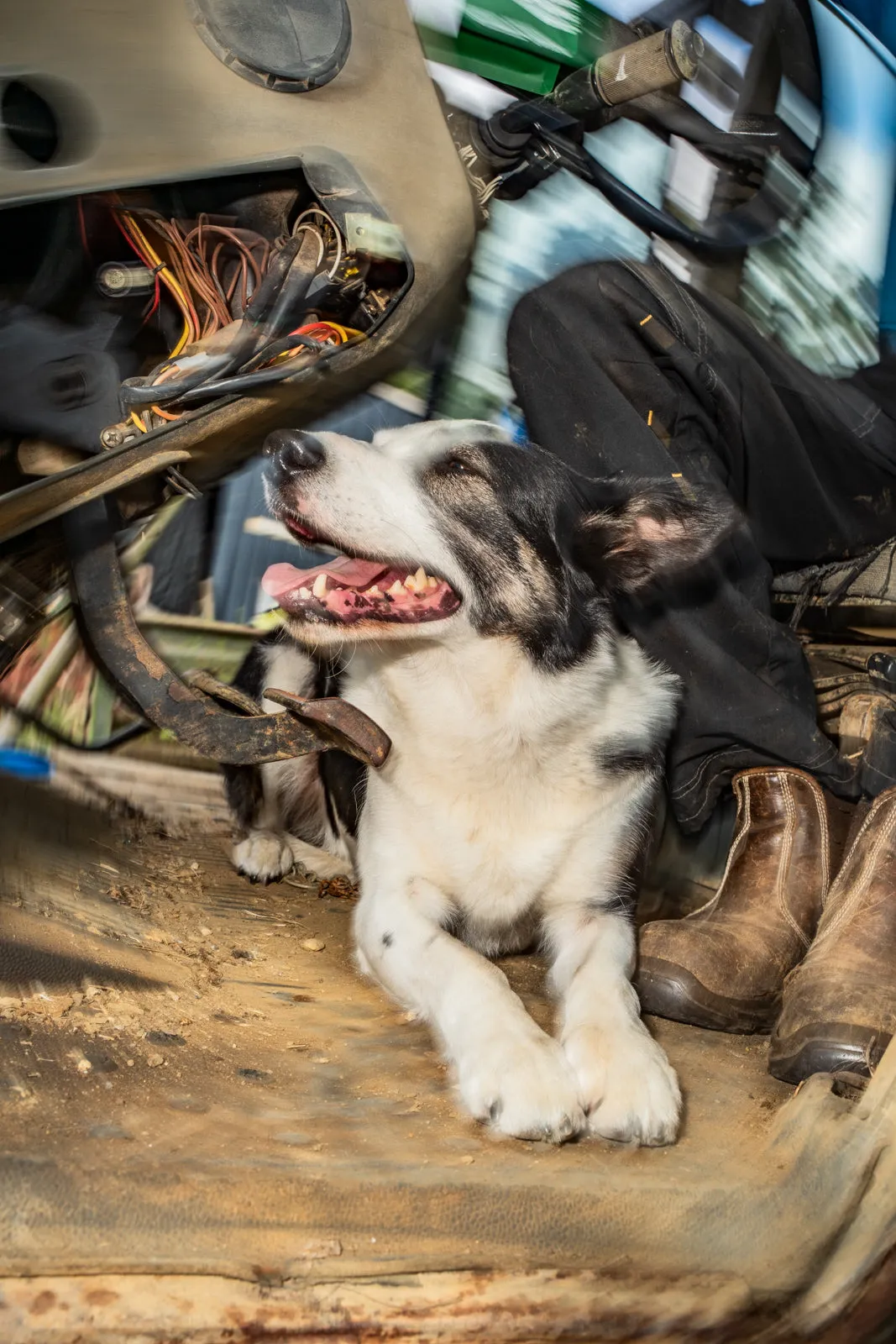 A black-and-white dog lying on a dusty floor among horse tack and worn leather boots, head tipped up and mouth open in a happy pant.