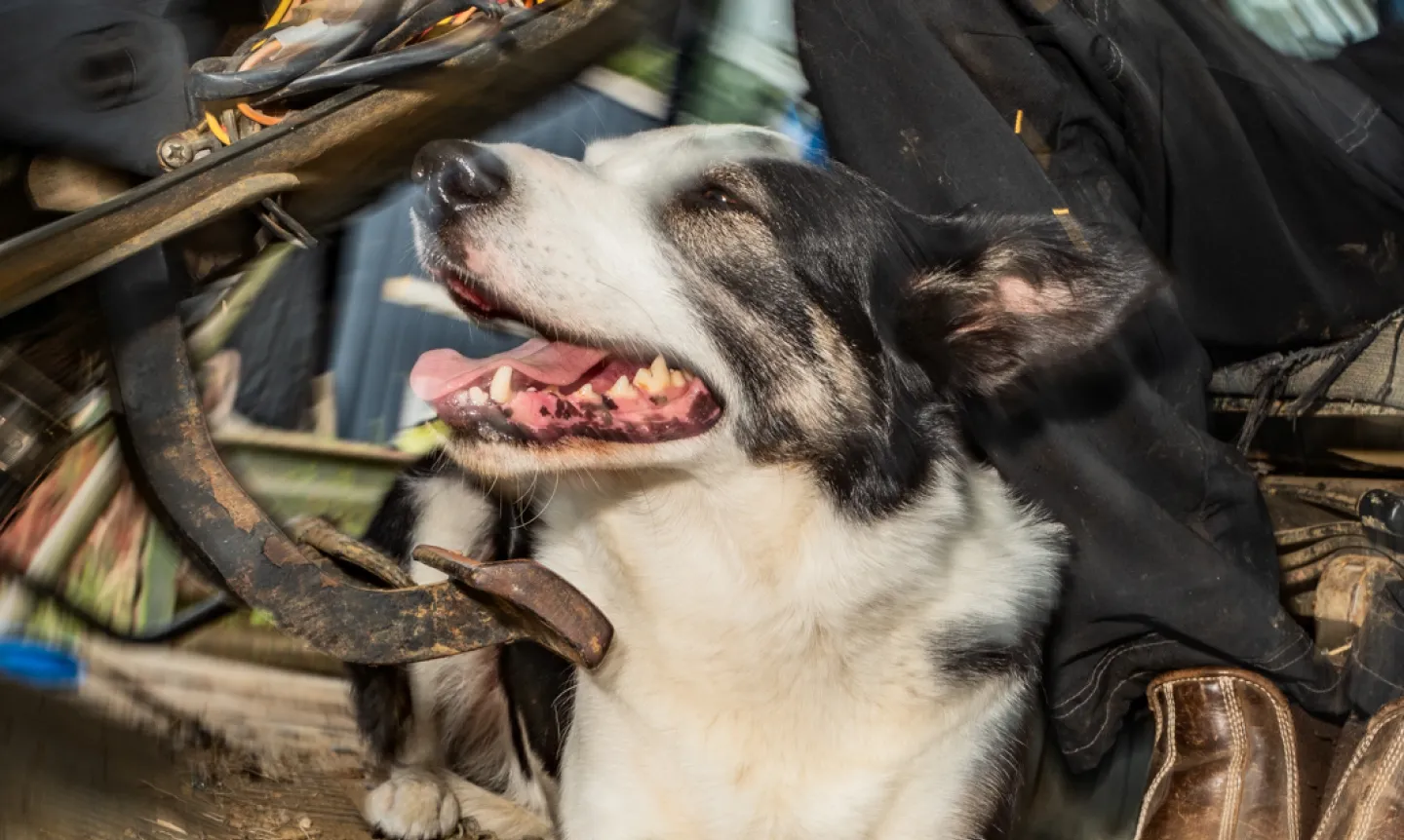 A black-and-white dog sitting calmly among leather horse tack and boots in a cluttered barn, head tipped back and mouth open