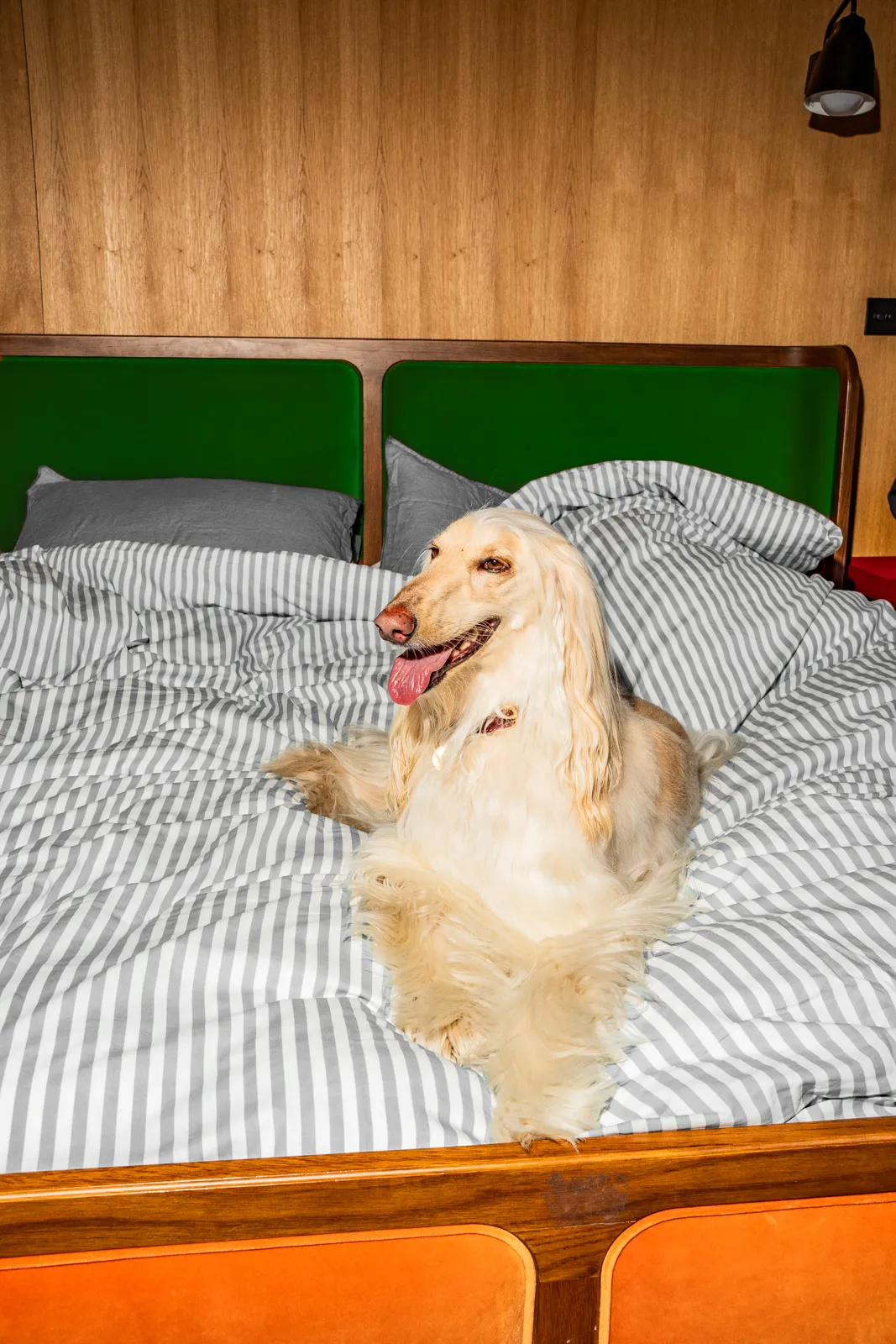 A light-coated dog reclining on a grey pin-striped bed against a dark green headboard, relaxed and calm