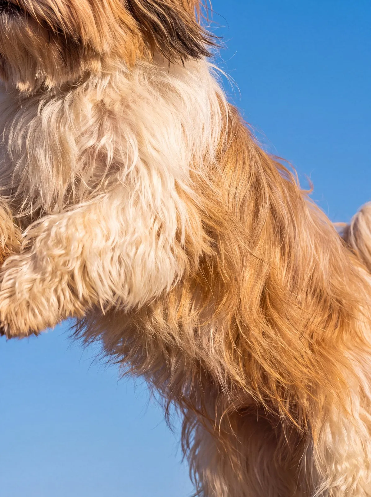 A golden, long-haired dog seen from below against a clear blue sky, its wavy chest and leg fur filling the frame.