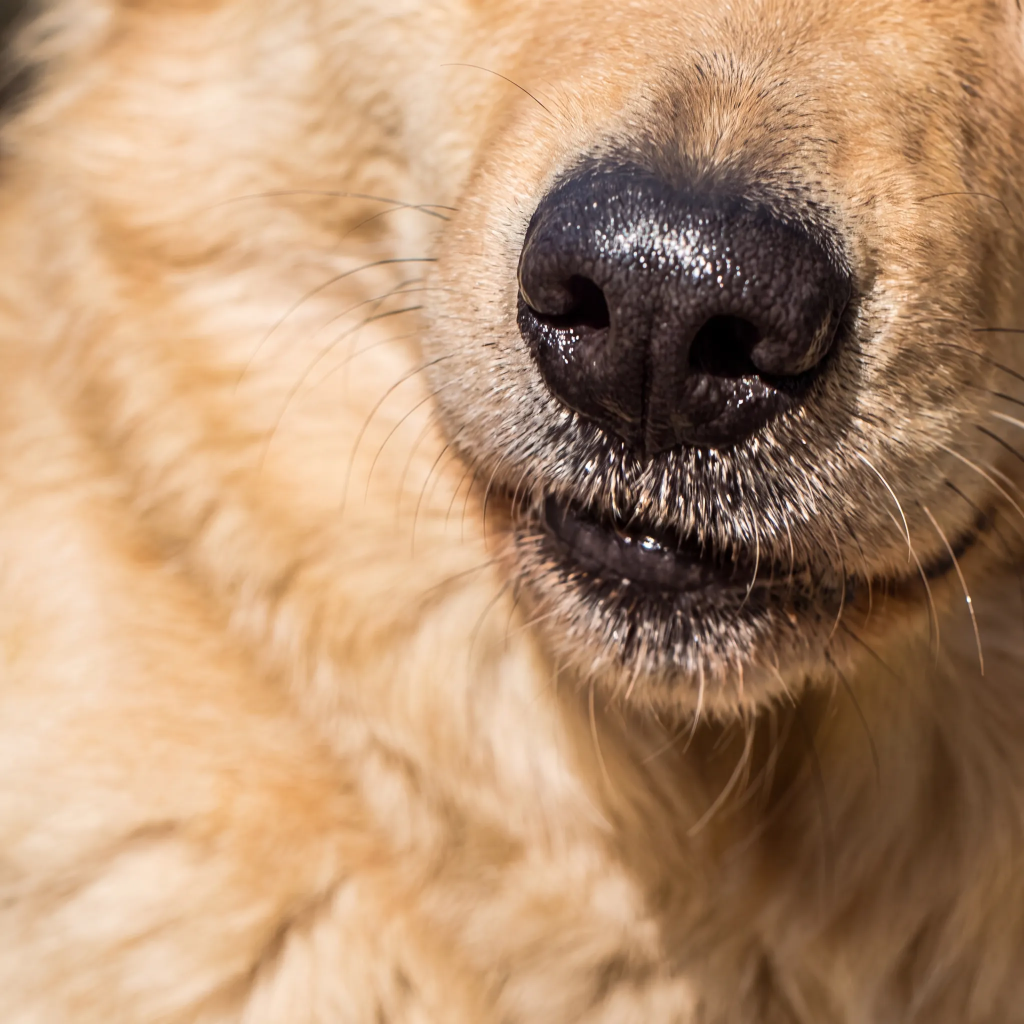 A close-up of a golden retriever's black nose and pale muzzle