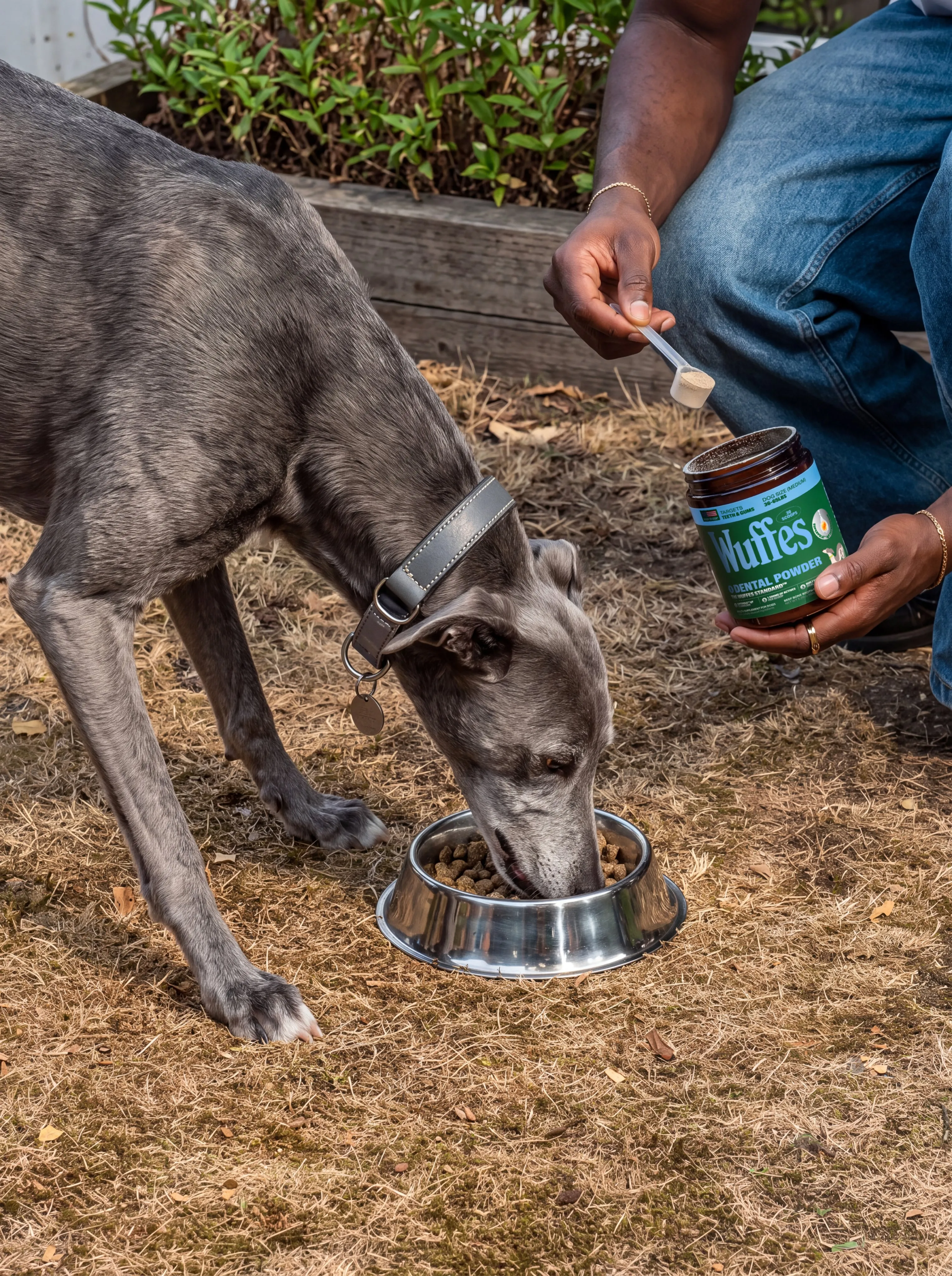 A grey lurcher eats from a metal bowl while its owner scoops powder from a Wuffes jar