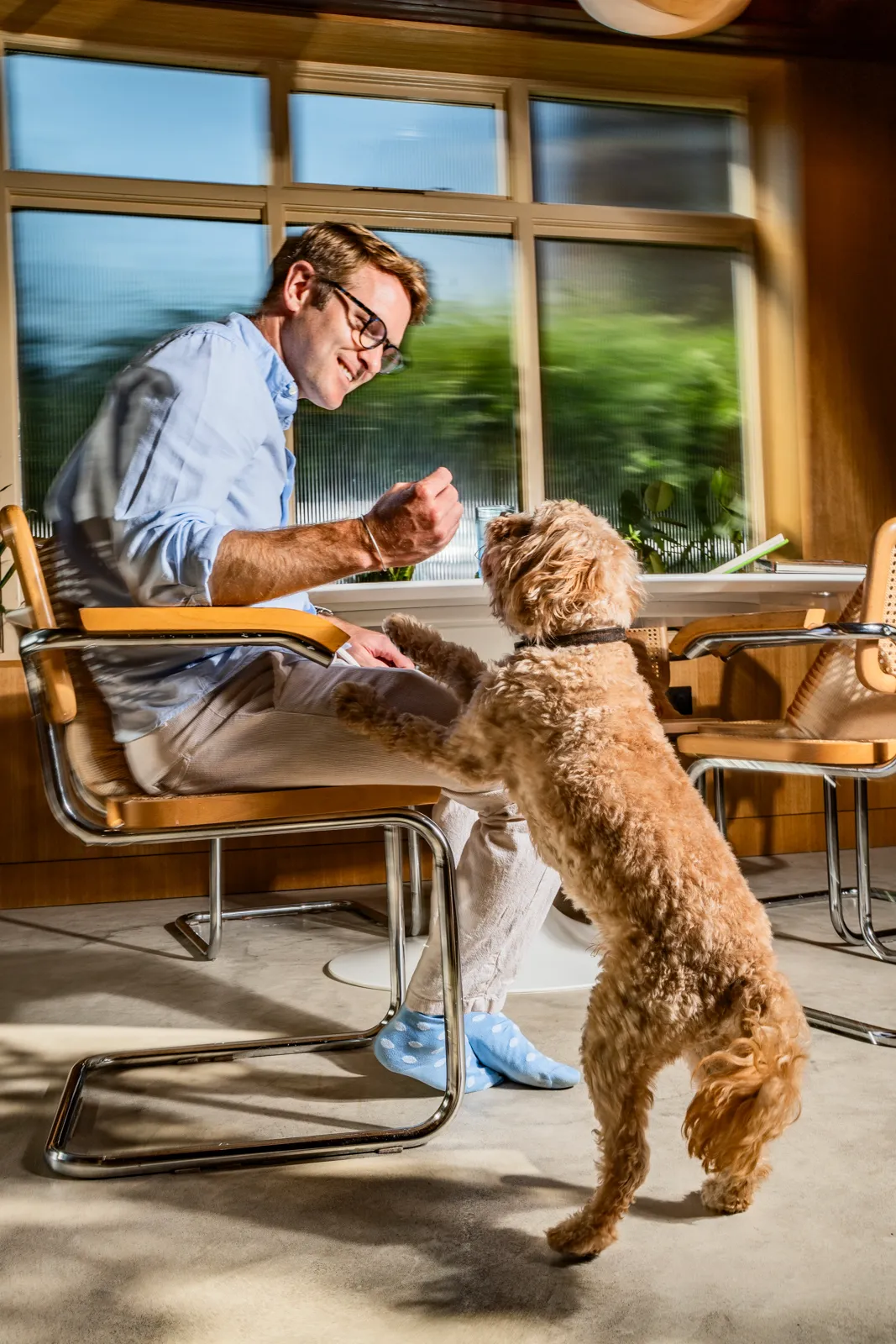 A man in glasses and a pale blue shirt leaning down with a treat while his apricot cockapoo rears up with its front paws on his chair by a sunlit window