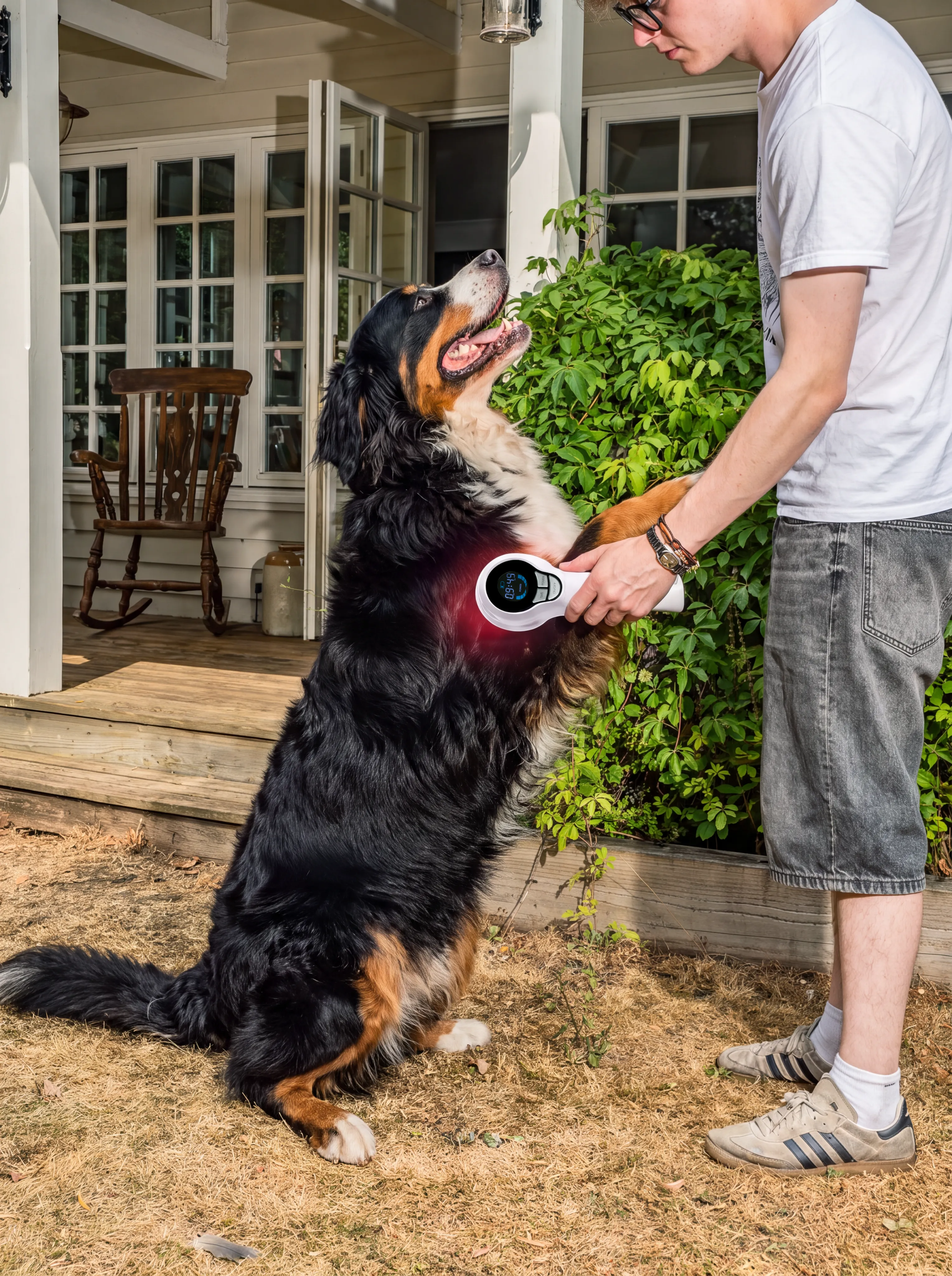A man holds a red-light laser device to the chest of a Bernese mountain dog standing up against him by a porch