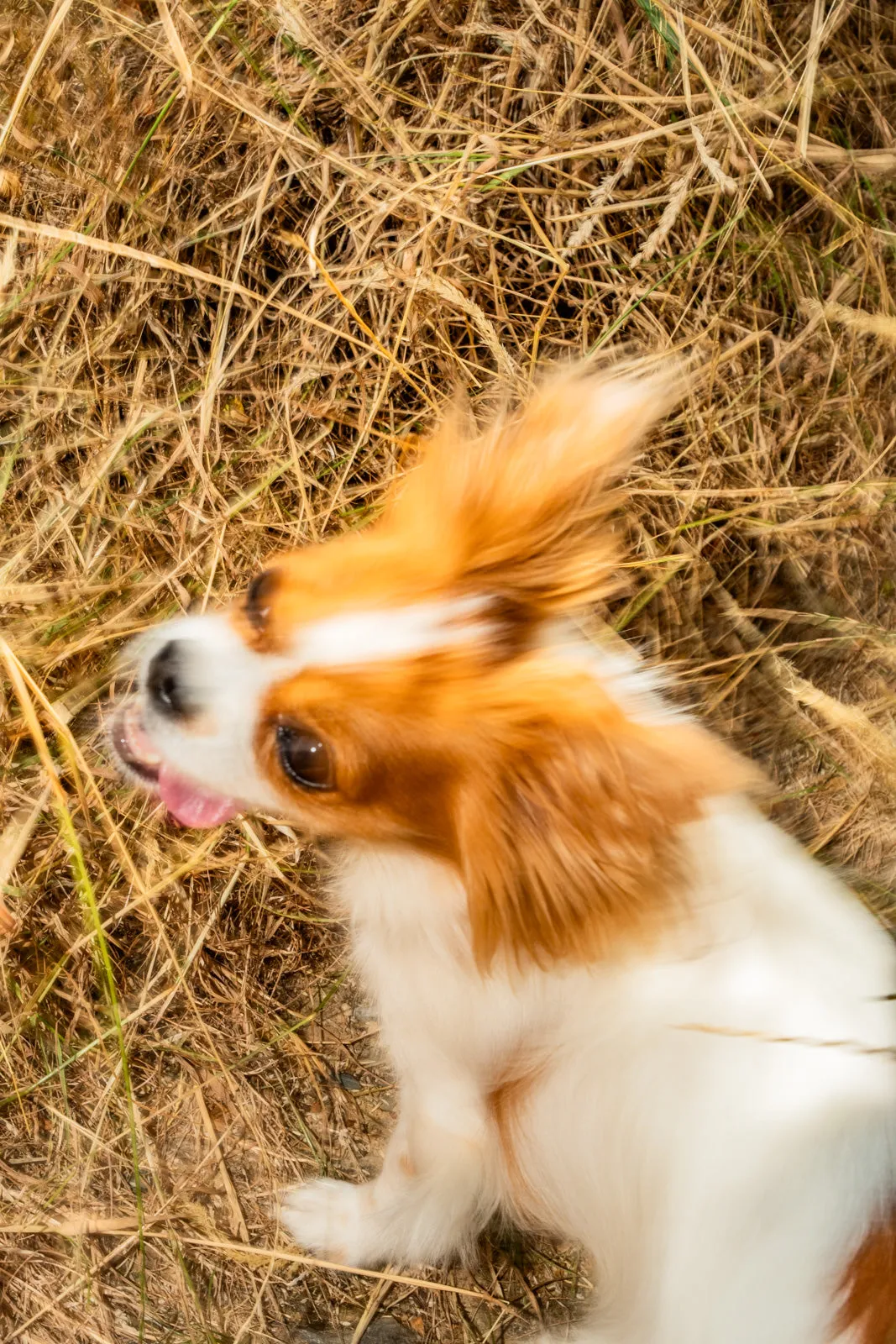 A papillon mid-shake in dry grass, ears flying, mouth open