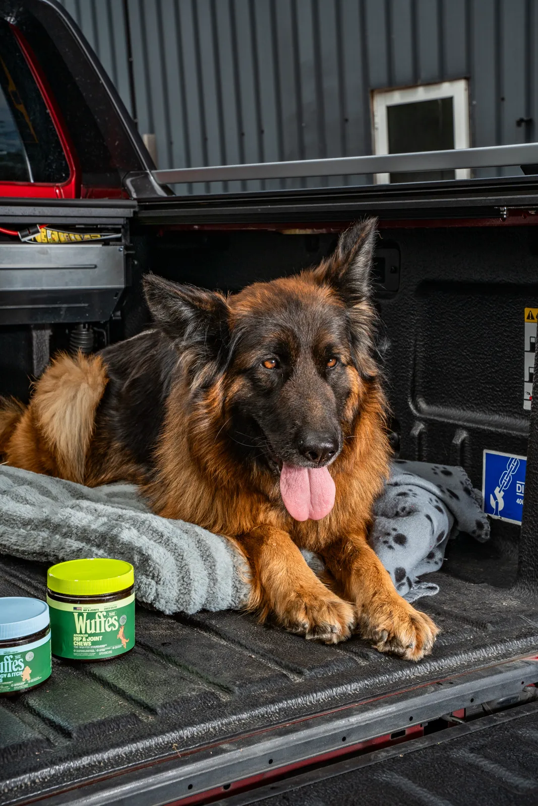 A long-coated black and tan German shepherd lying on a blanket in the open bed of a pickup truck, a jar of Wuffes chews in the foreground