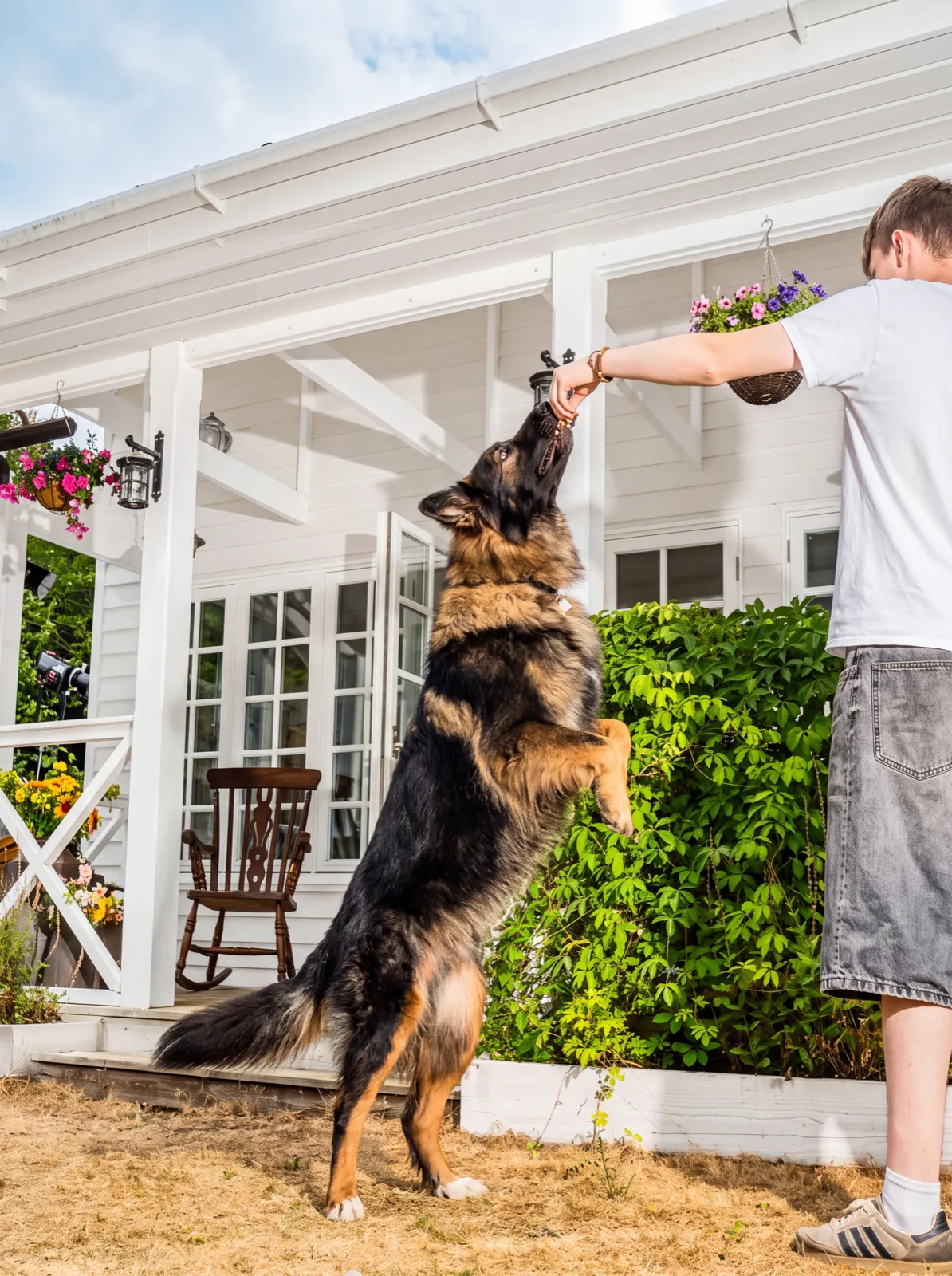 A long-coated black and tan German shepherd rearing up on its hind legs in a garden to take a treat from its owner's raised hand, a white porch behind