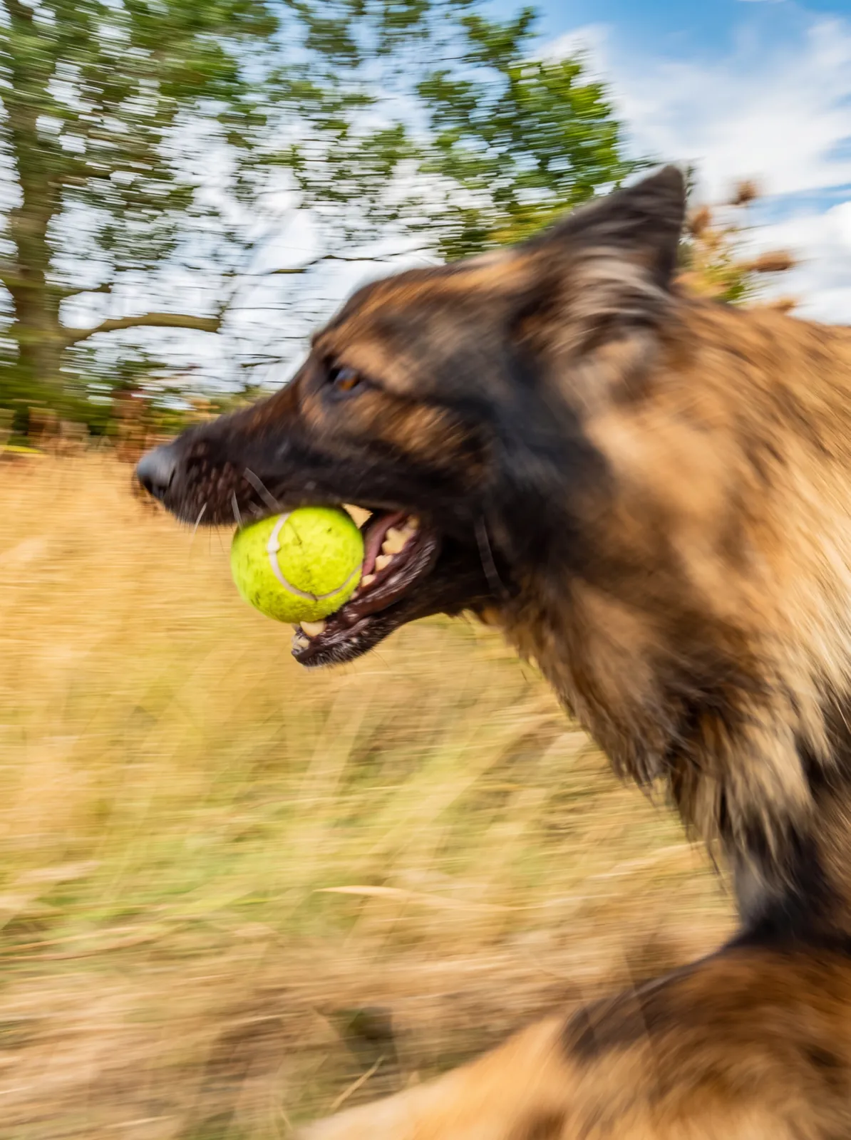 A long-coated black and tan German shepherd running across dry grass with a tennis ball in its mouth