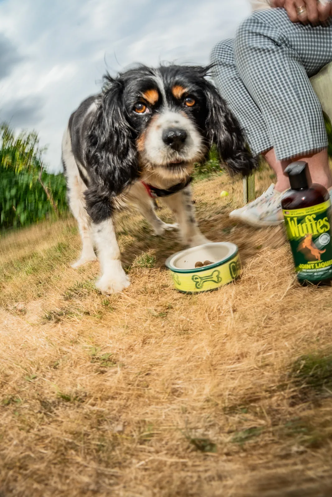 A tricolour spaniel stands beside a food bowl and a Wuffes jar on dry grass next to its seated owner