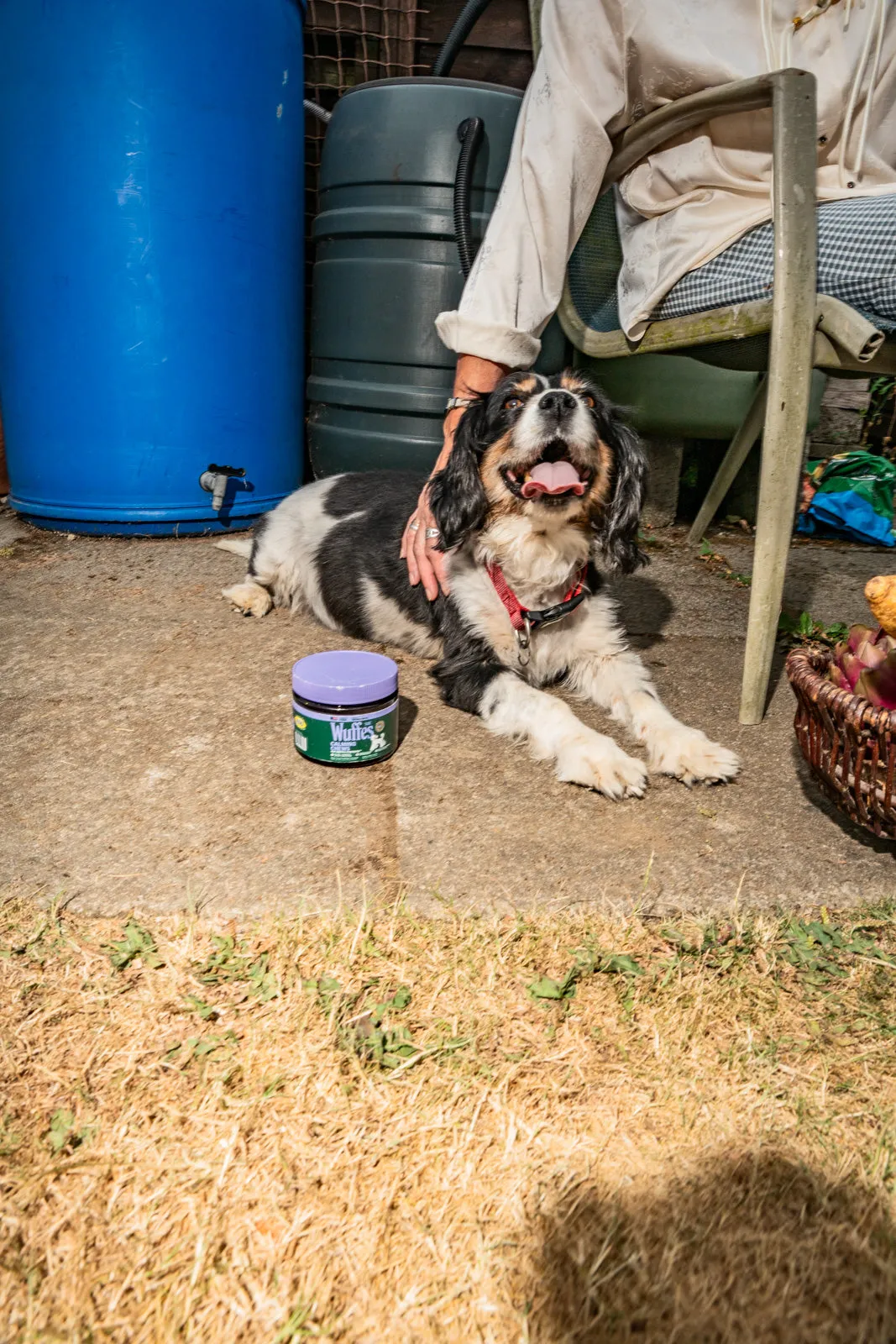 A tricolour spaniel lies on a patio beside a Wuffes jar at its owner's feet, with blue water barrels behind