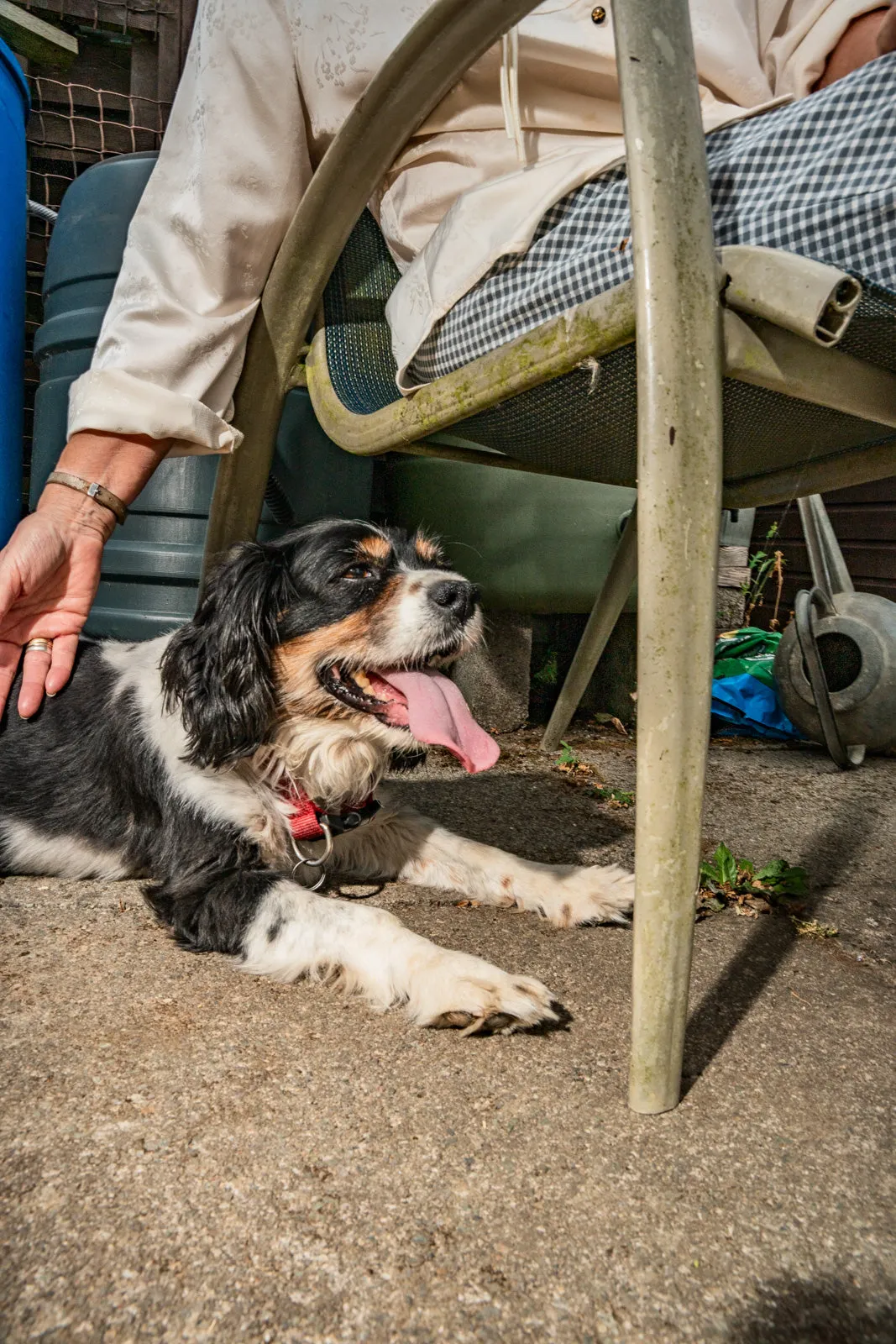 A tricolour spaniel lies on a patio beneath a garden chair while its owner reaches down to stroke it