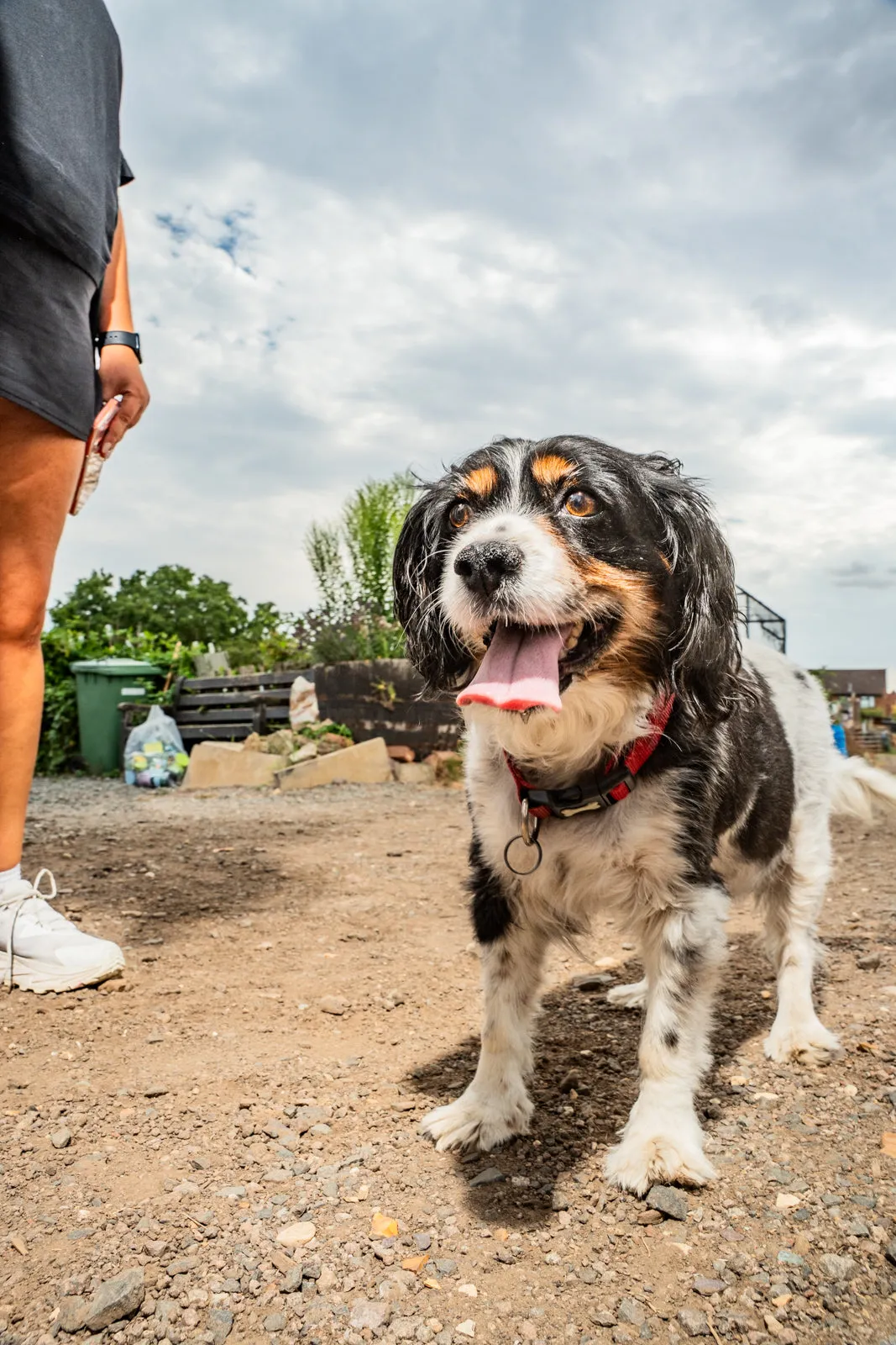A tricolour spaniel stands on a gravel farm track with its tongue out under a cloudy sky