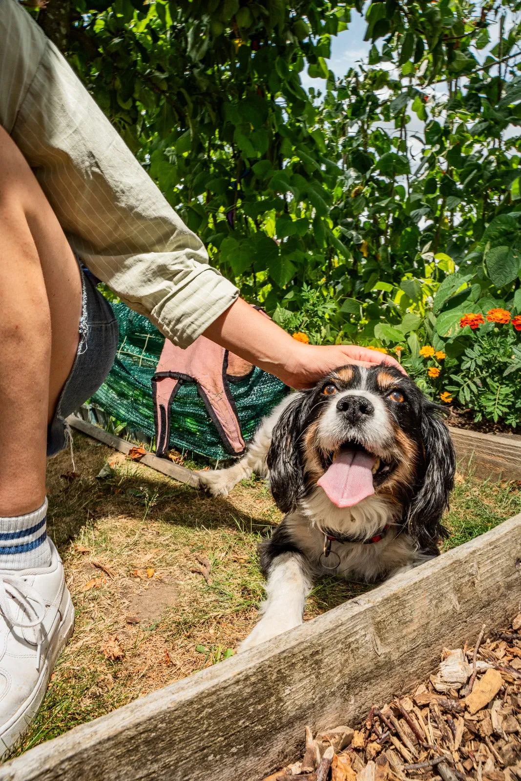 A tricolour spaniel lies panting beside a raised garden bed while its owner strokes its head, with leafy plants and orange flowers behind