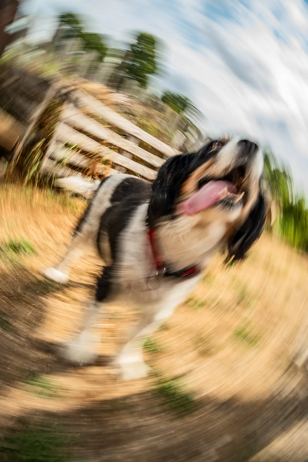 A black-and-white spaniel runs towards the camera with its tongue out, the background blurred with motion